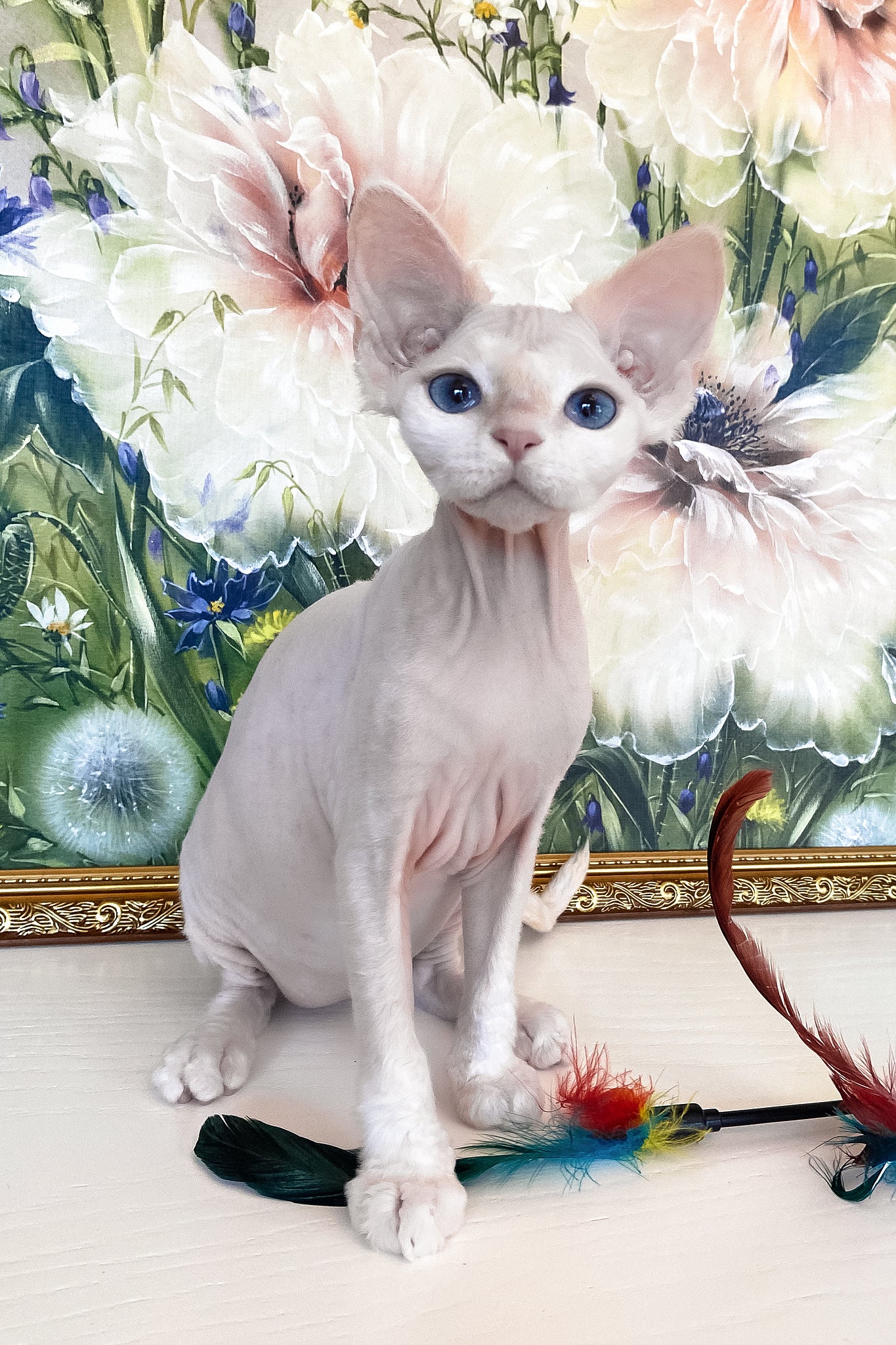 Quentin | Devon Rex Kitten - Image 4