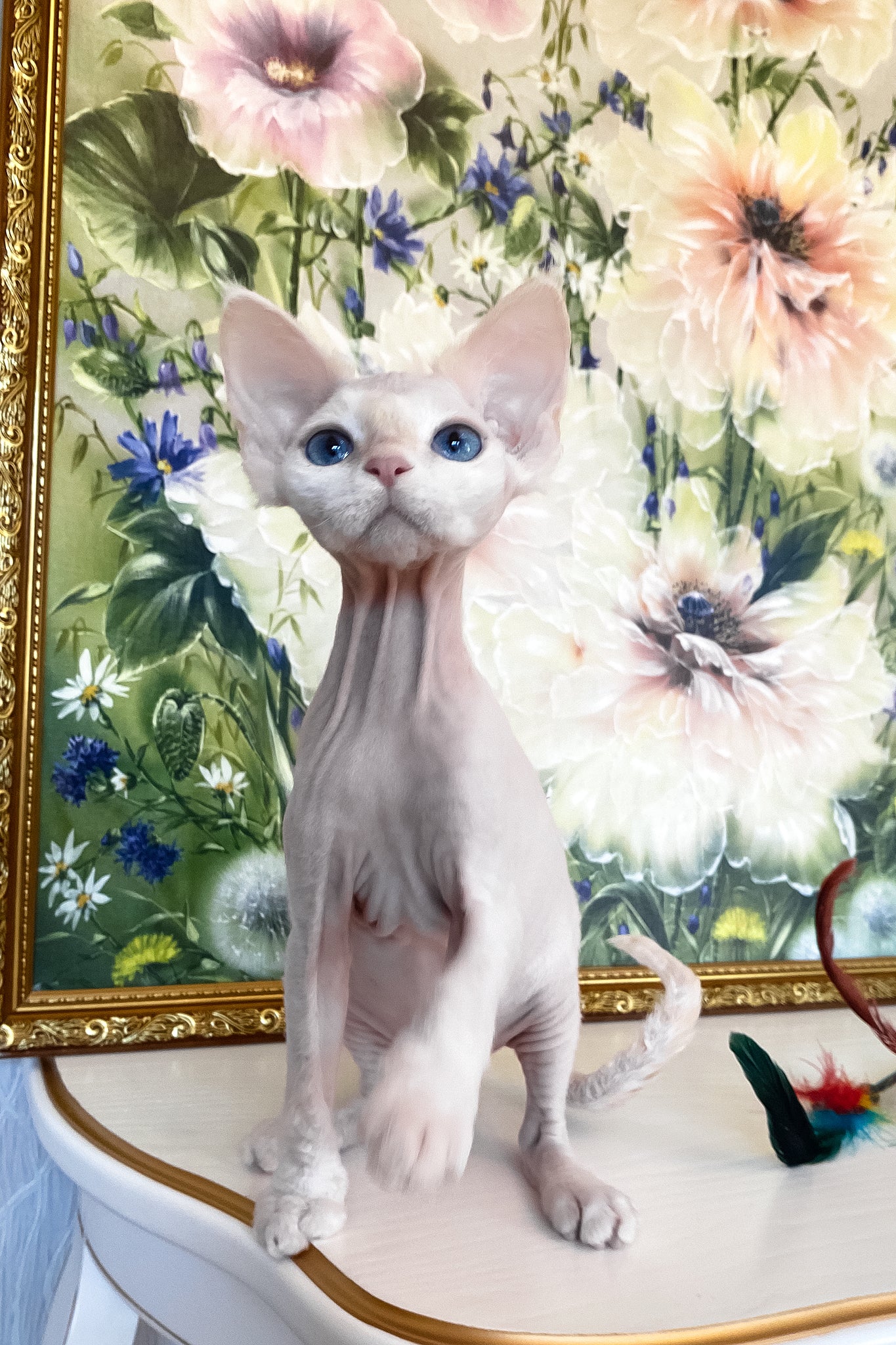 Quentin | Devon Rex Kitten - Image 5