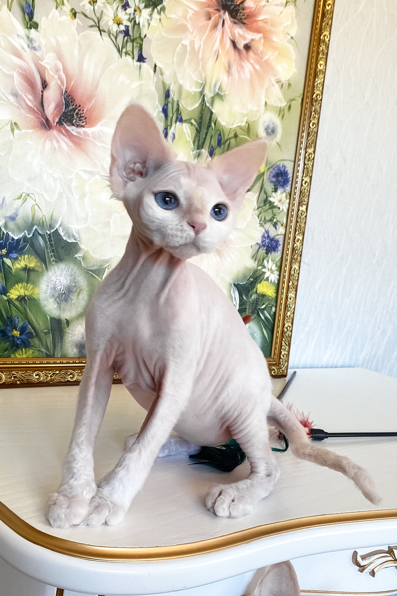 Quentin | Devon Rex Kitten - Image 6