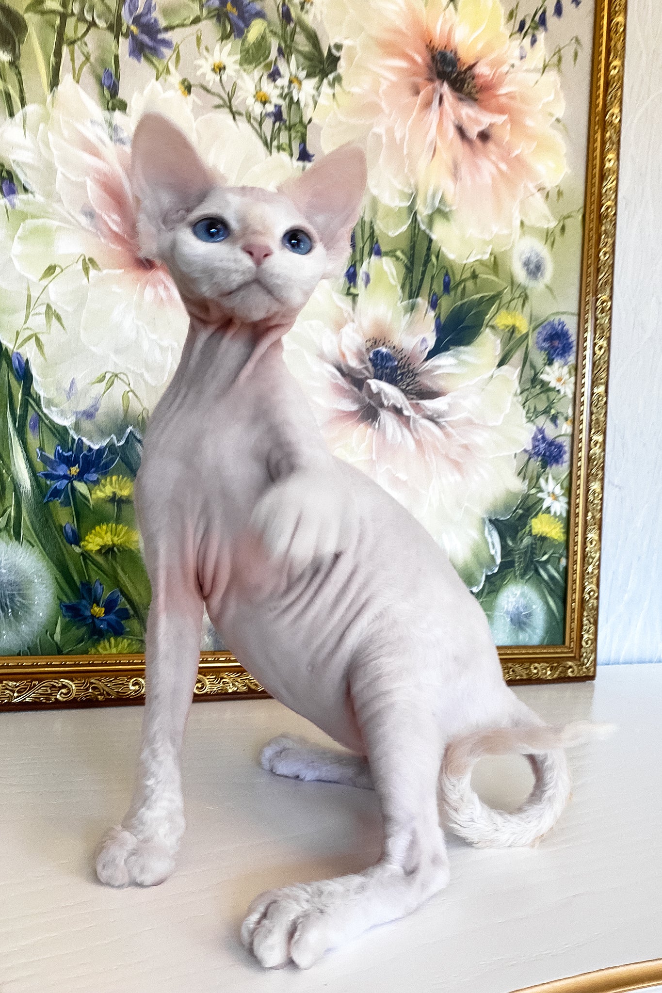 Quentin | Devon Rex Kitten - Image 7