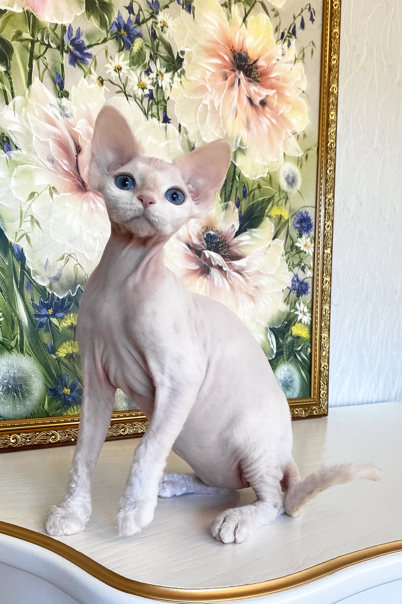 Quentin | Devon Rex Kitten - Image 8