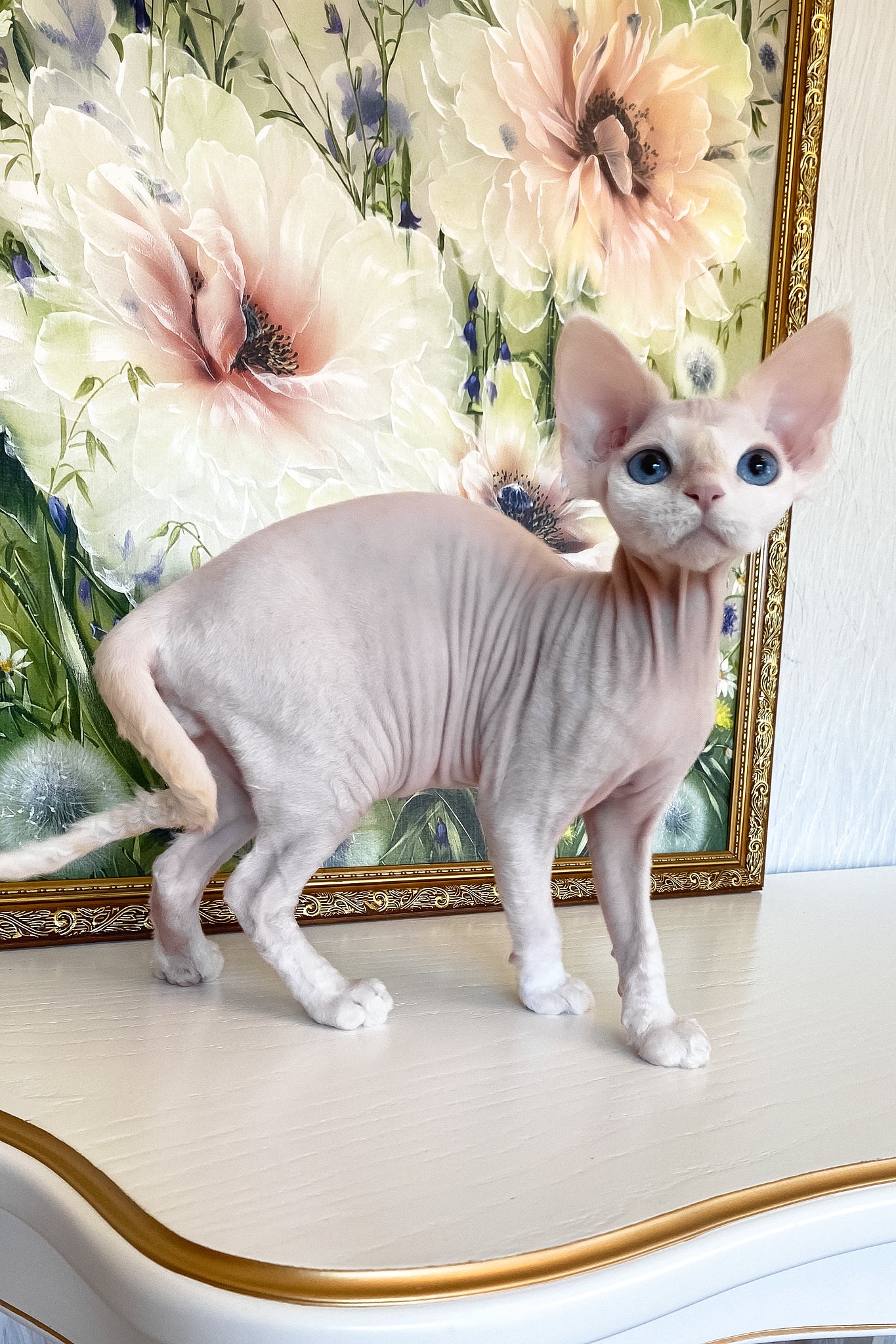 Quentin | Devon Rex Kitten - Image 9