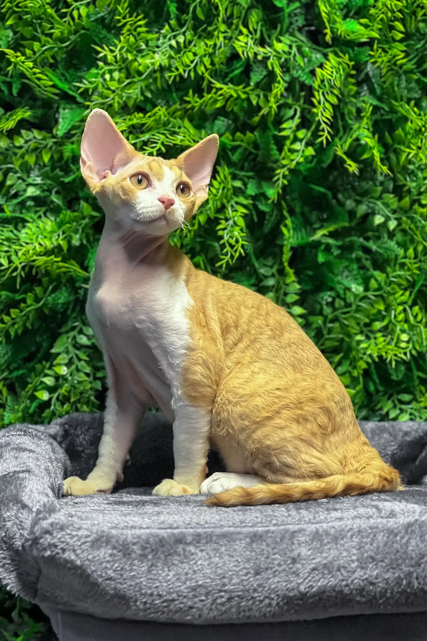 Ricky | Devon Rex Kitten - Image 2