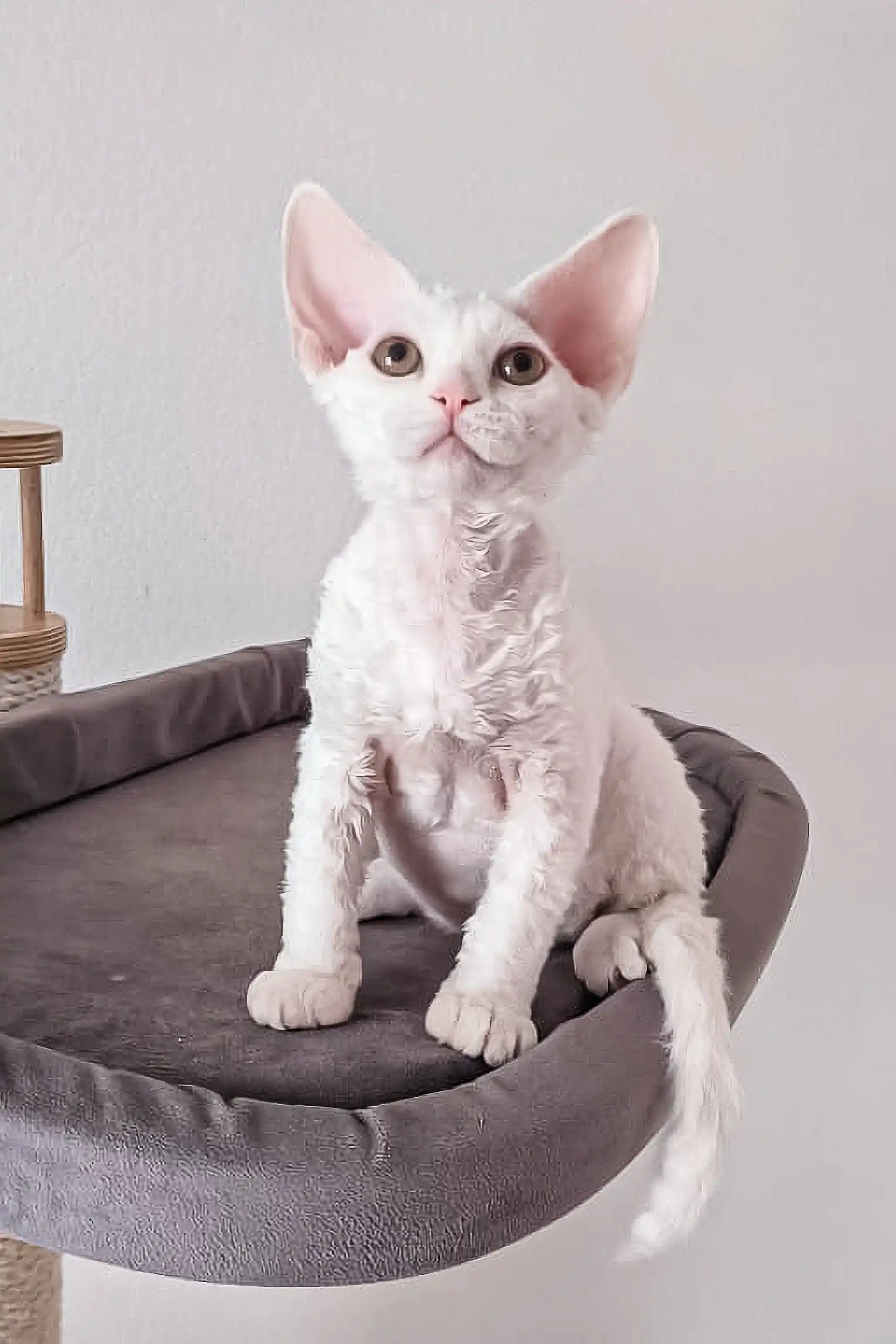 Romeo | Devon Rex Kitten - Image 2