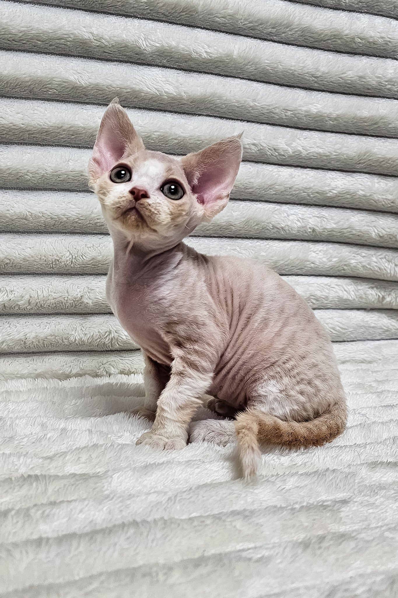 Simba | Devon Rex Kitten - Image 5