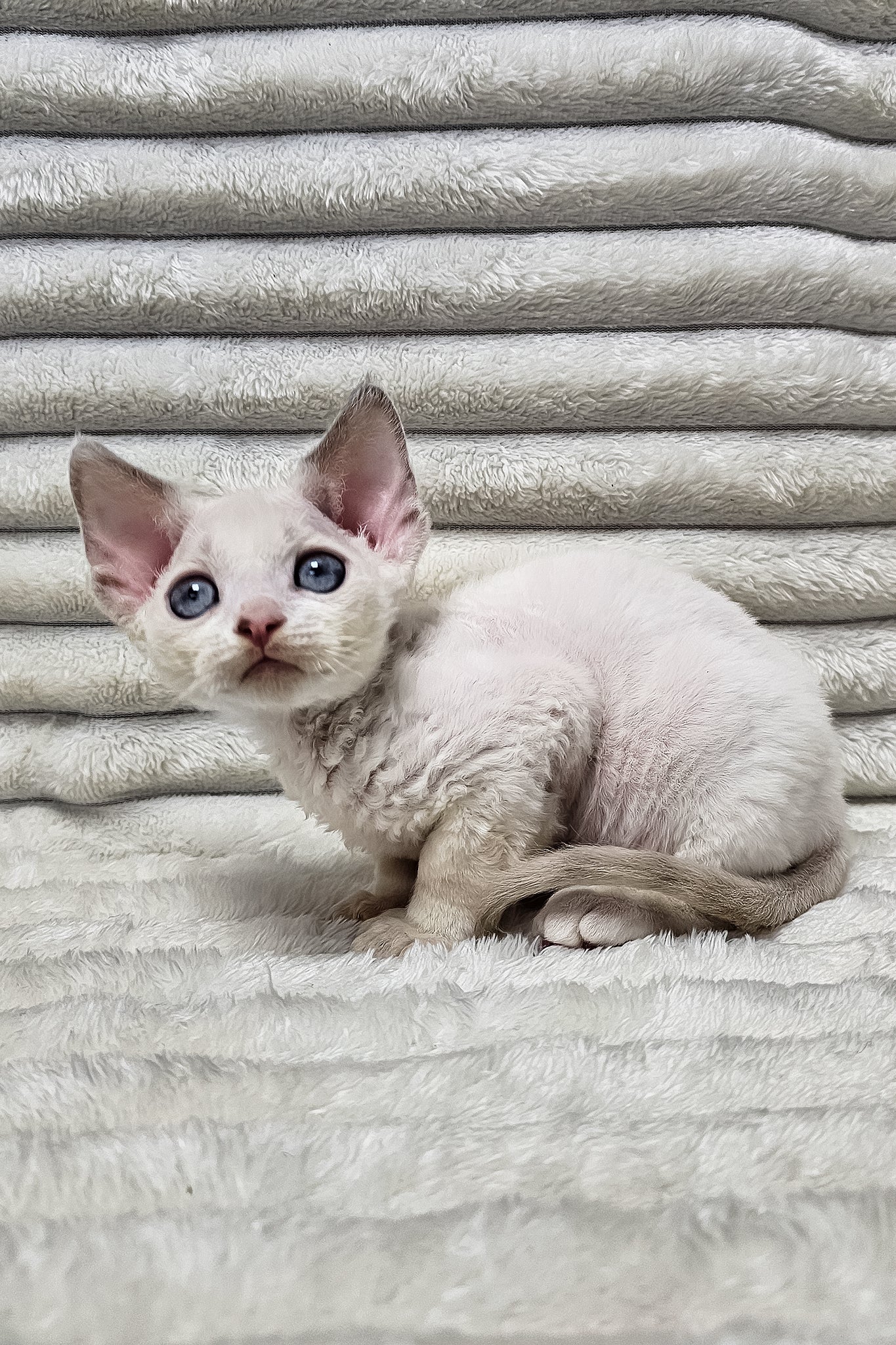 Stefan | Devon Rex Kitten - Image 5