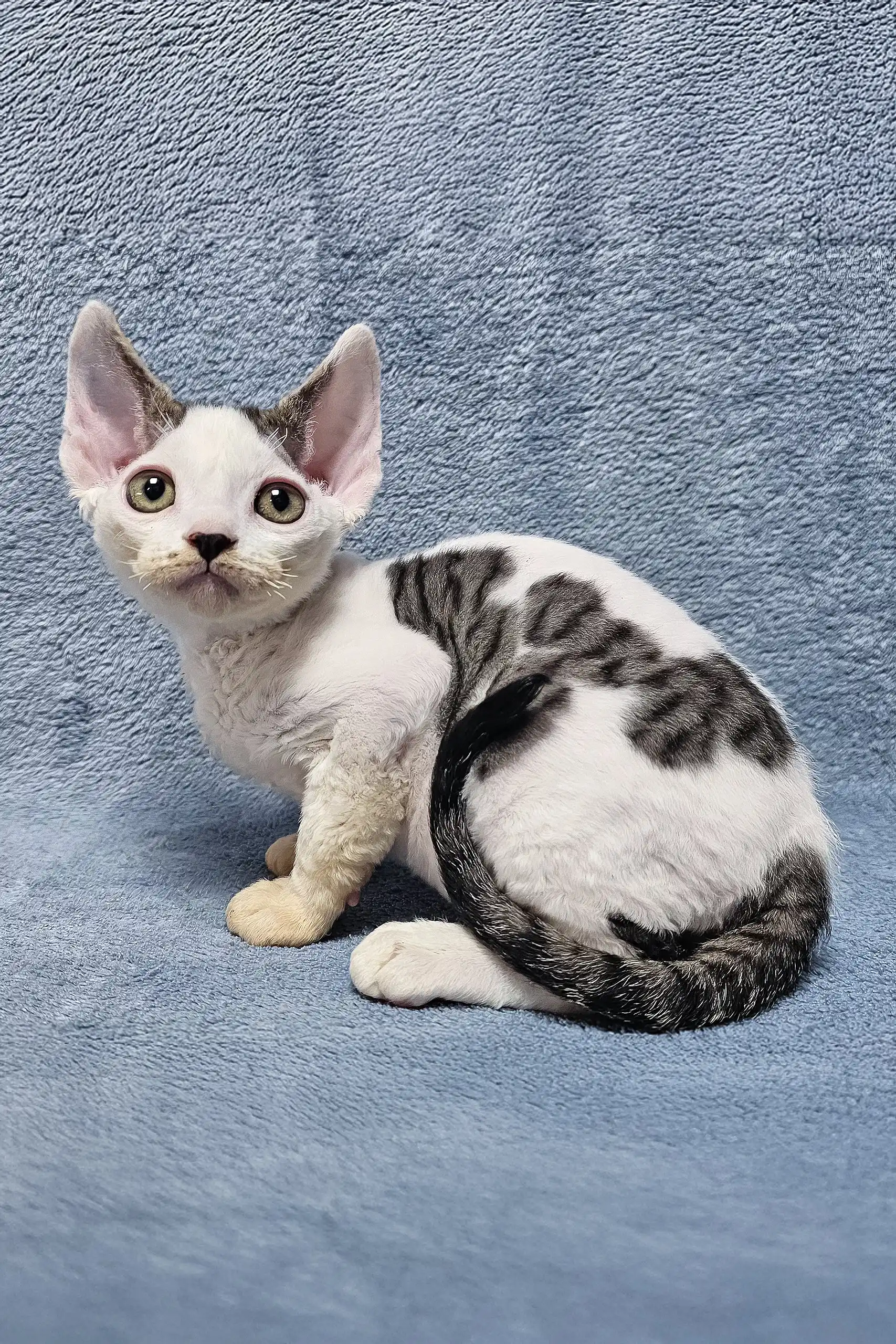 Steve | Devon Rex Kitten - Image 6