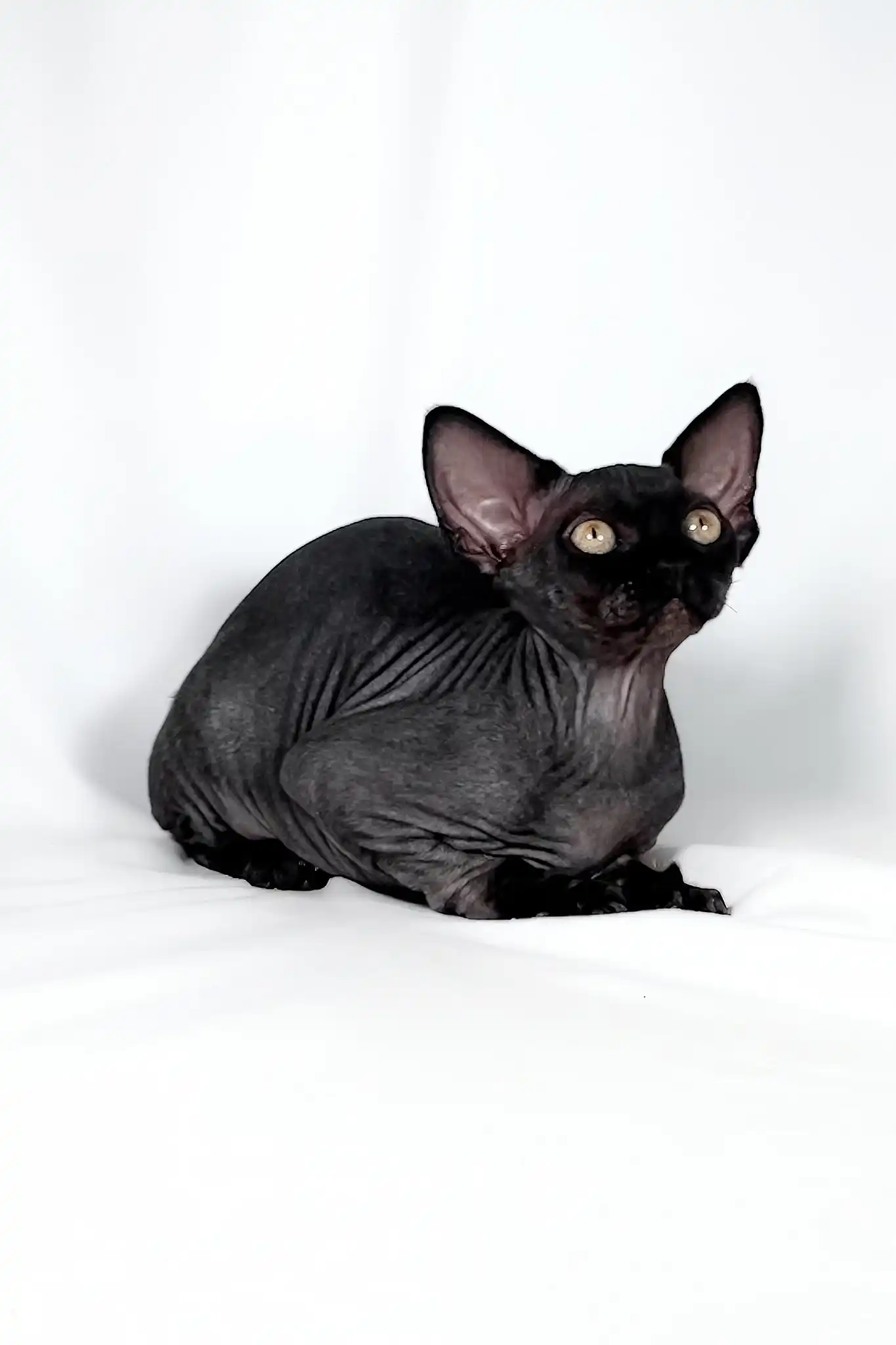 Tanis | Devon Rex Kitten - Image 4