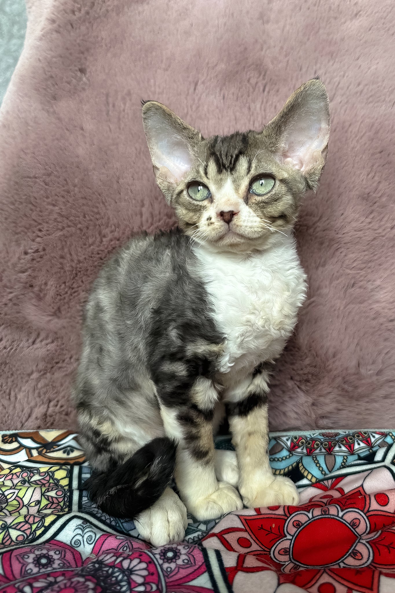 Torill | Devon Rex Kitten - Image 3