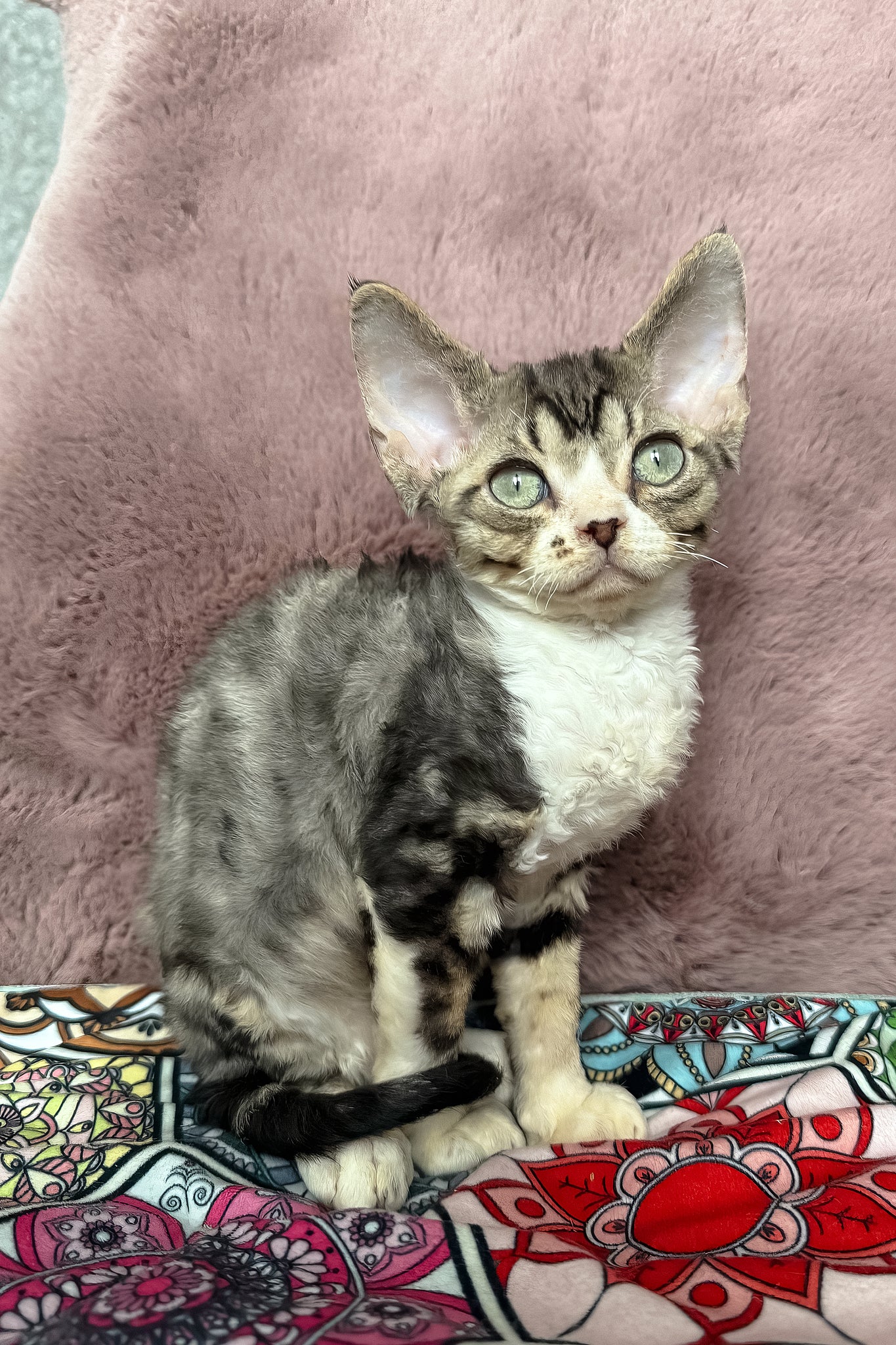 Torill | Devon Rex Kitten - Image 5