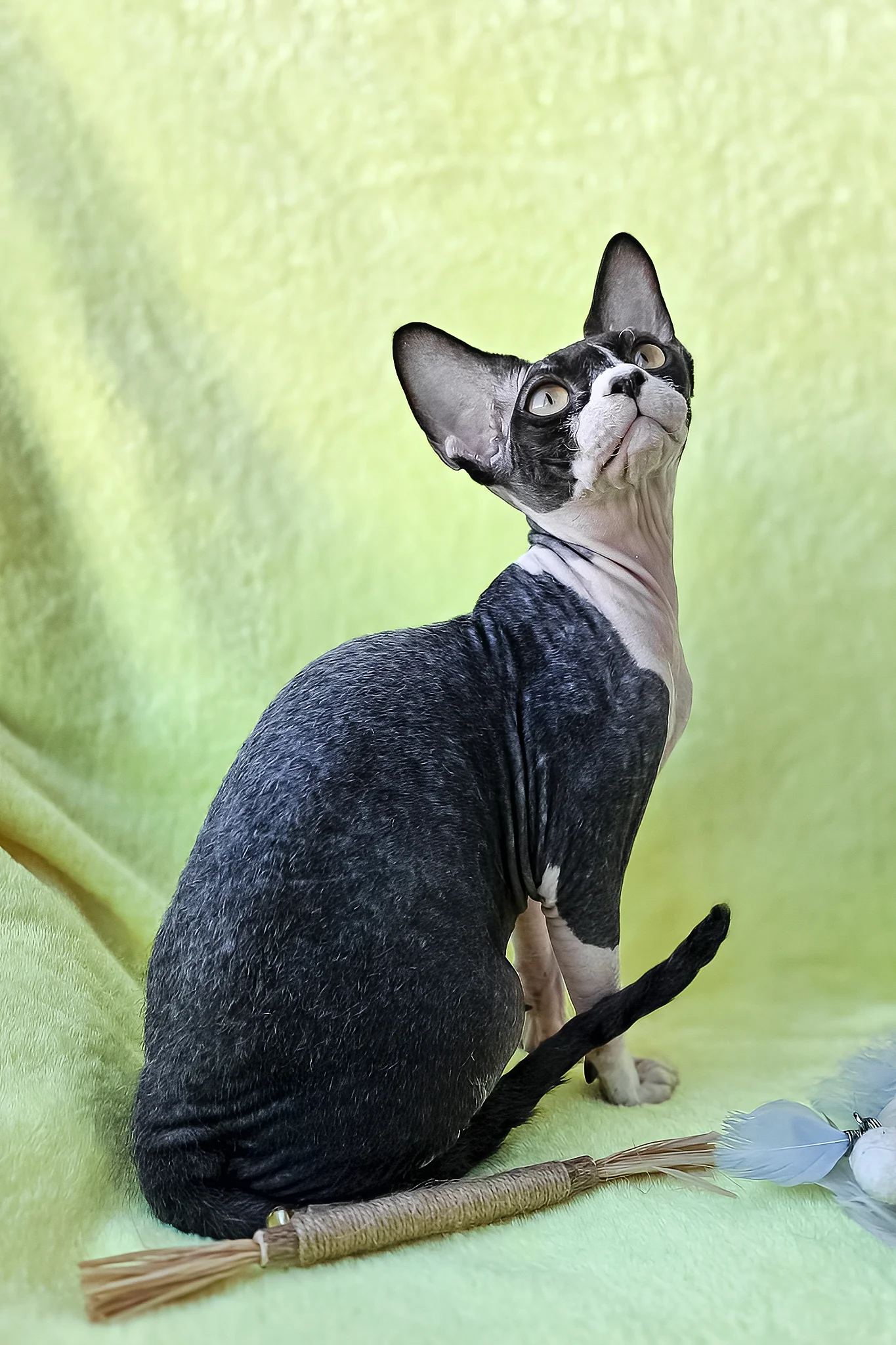 Xander | Devon Rex Kitten - Image 3