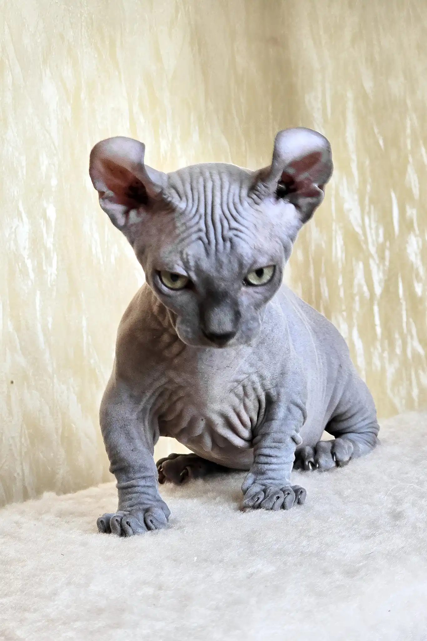 Baron | Dwelf Sphynx Kitten - Image 5