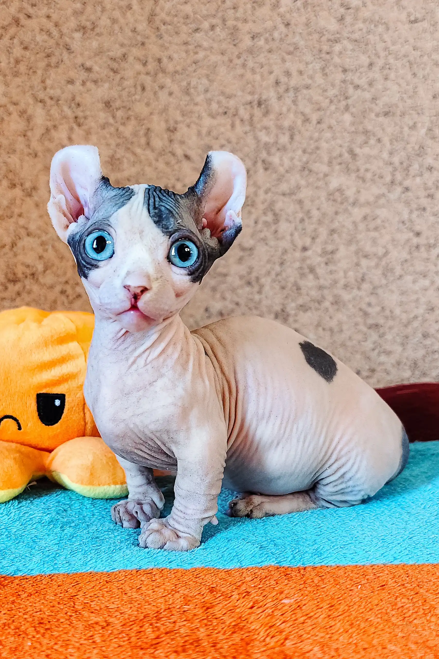 Bon-Bon | Dwelf Sphynx Kitten