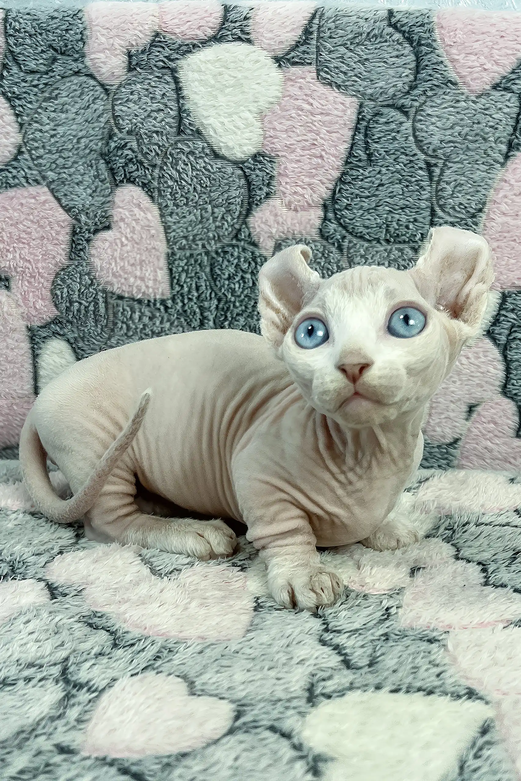 Cali | Dwelf Sphynx Kitten - Image 12