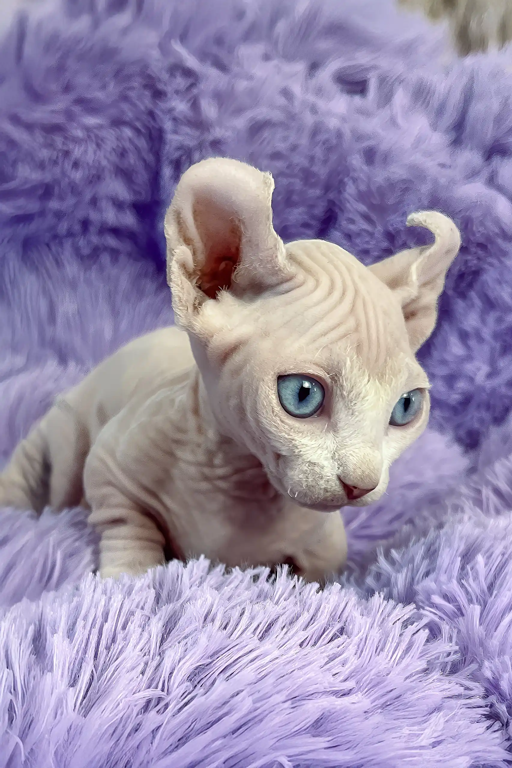Cali | Dwelf Sphynx Kitten - Image 5