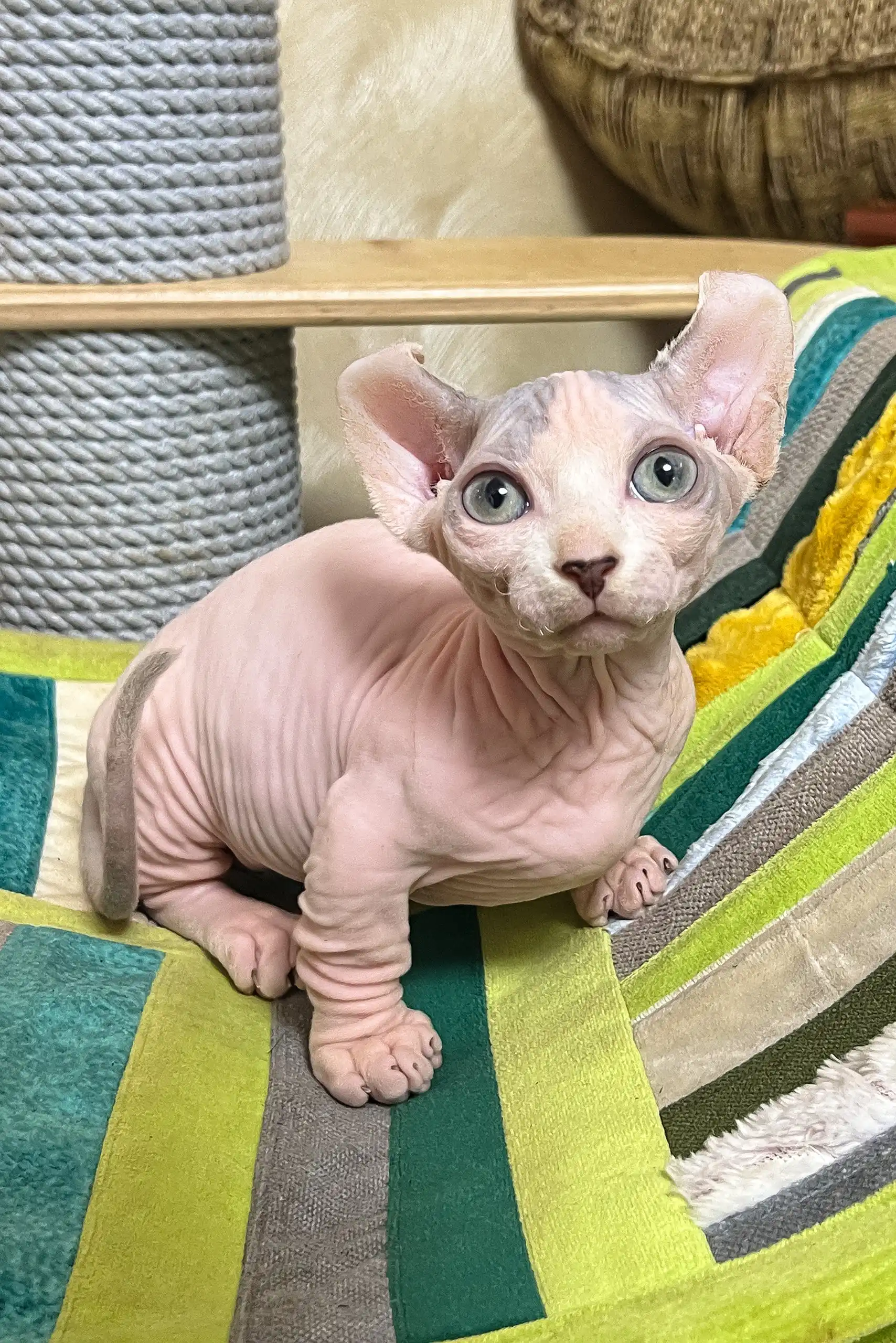 Claus | Dwelf Sphynx Kitten - Image 5