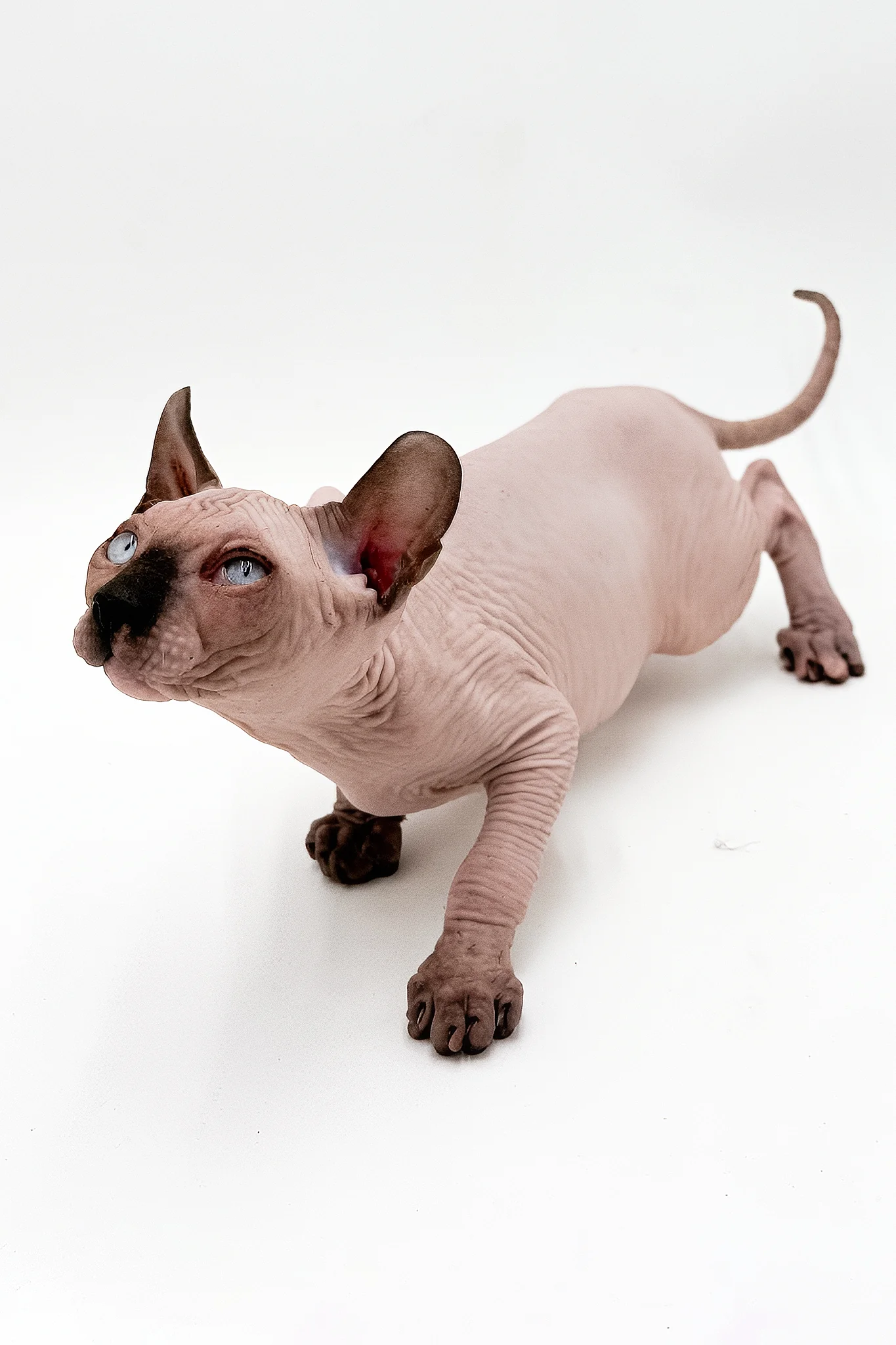 Cruise | Dwelf Sphynx Kitten - Image 8