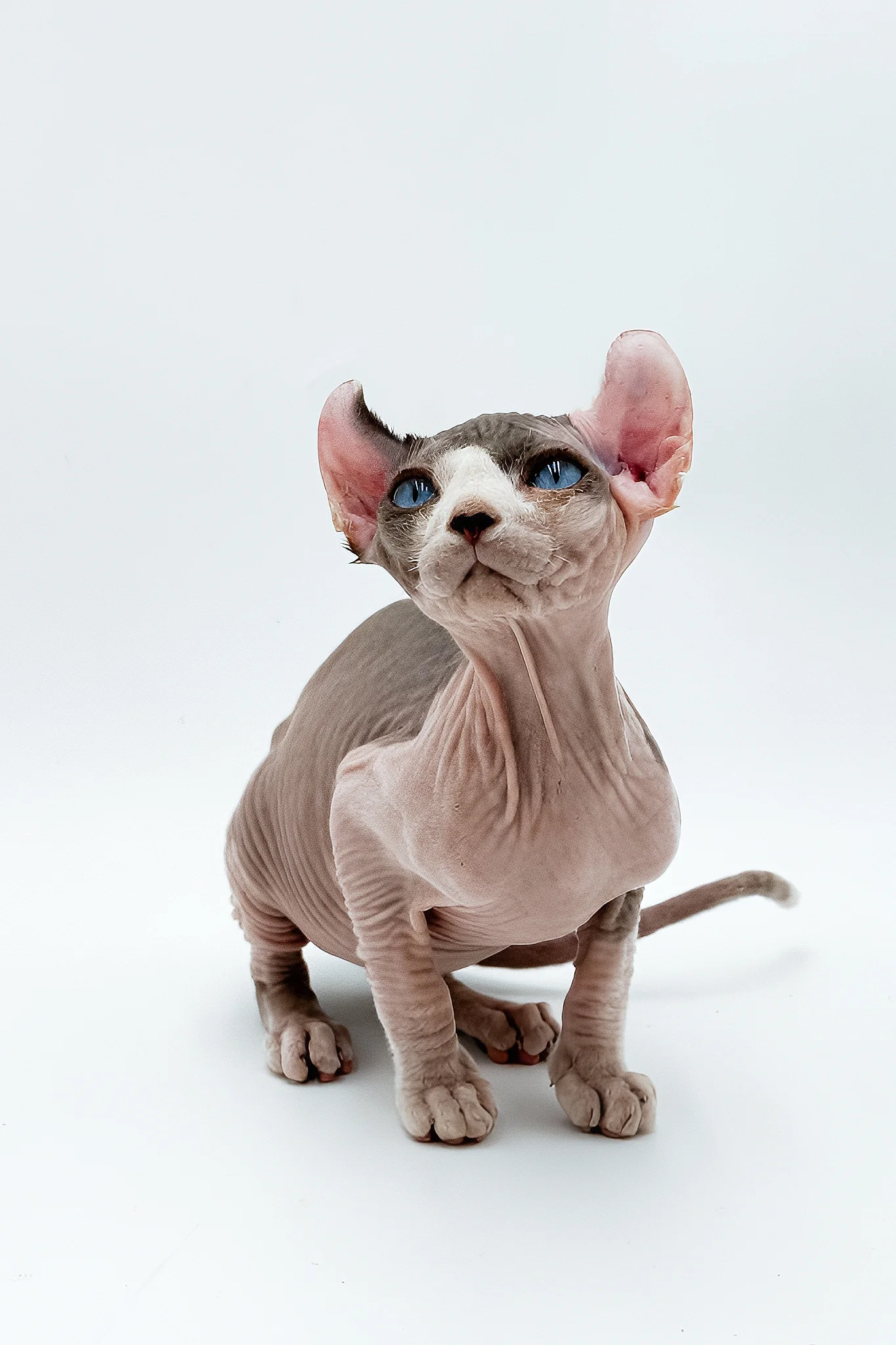 Deisel | Dwelf Sphynx Kitten - Image 4