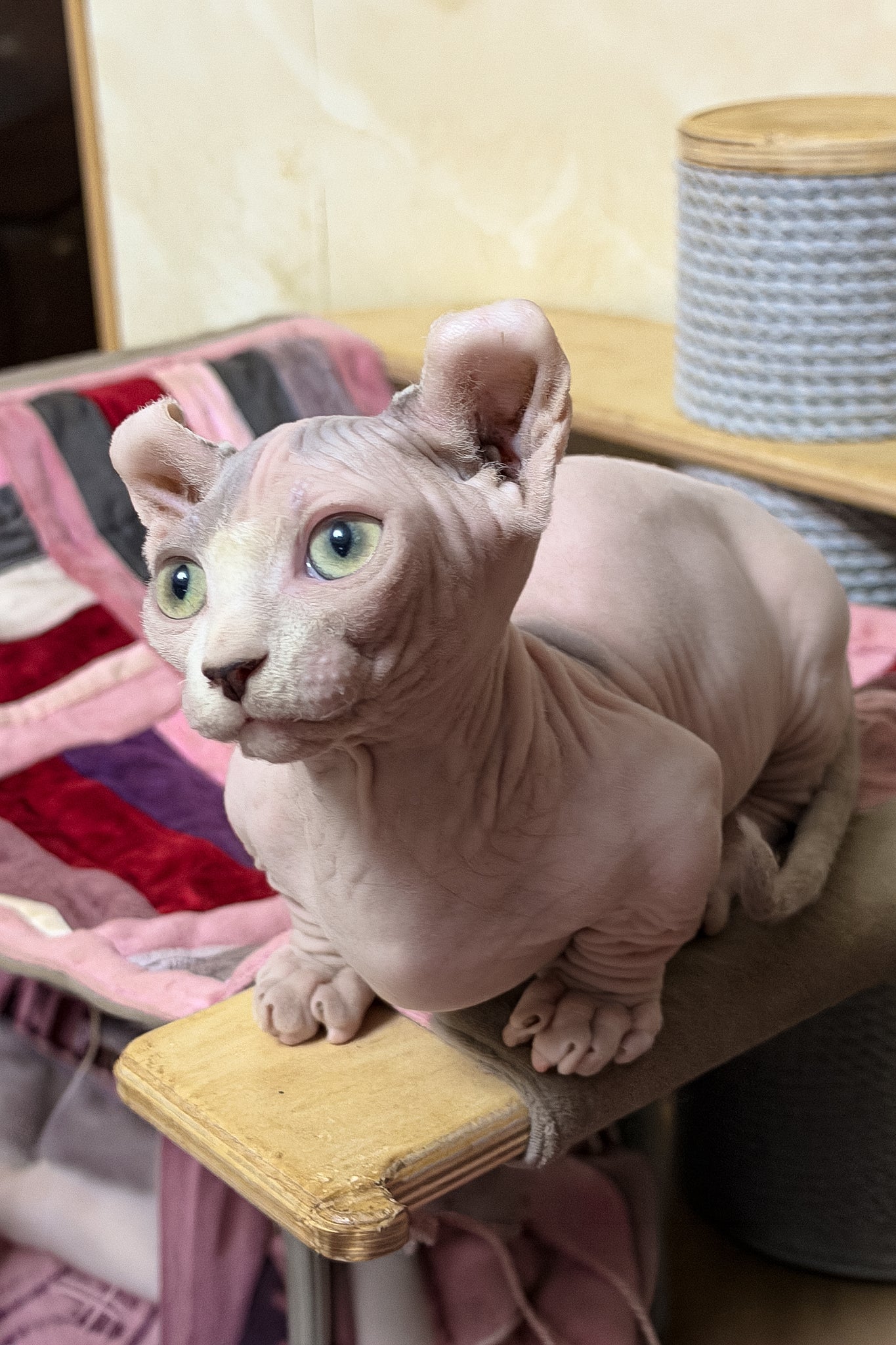 Eddie | Dwelf Sphynx Kitten - Image 3