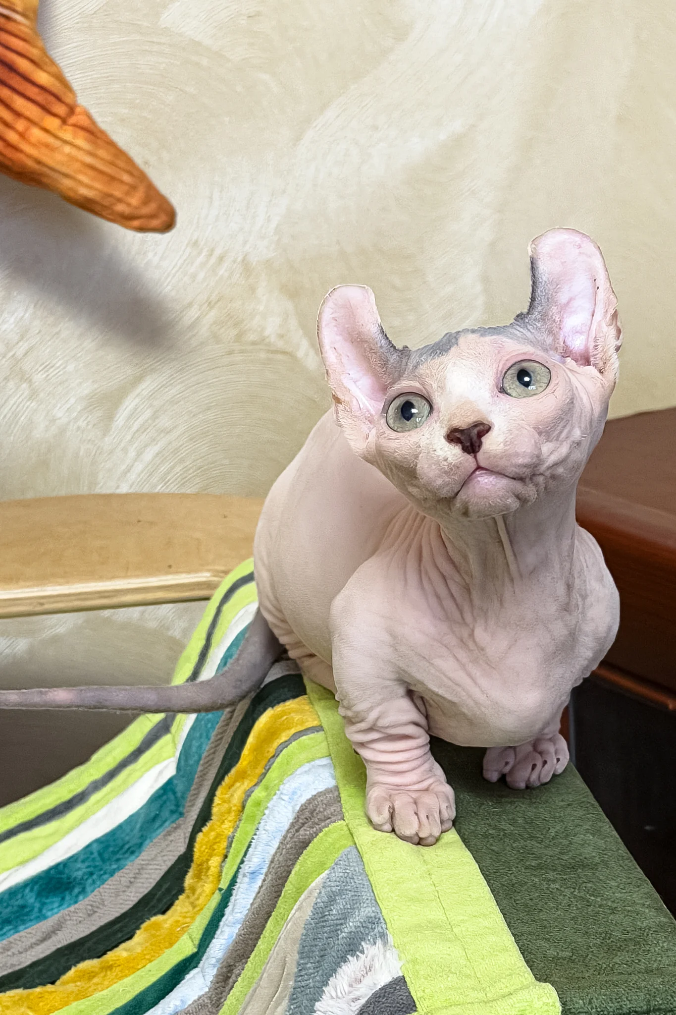 Ernest | Dwelf Sphynx Kitten - Image 3