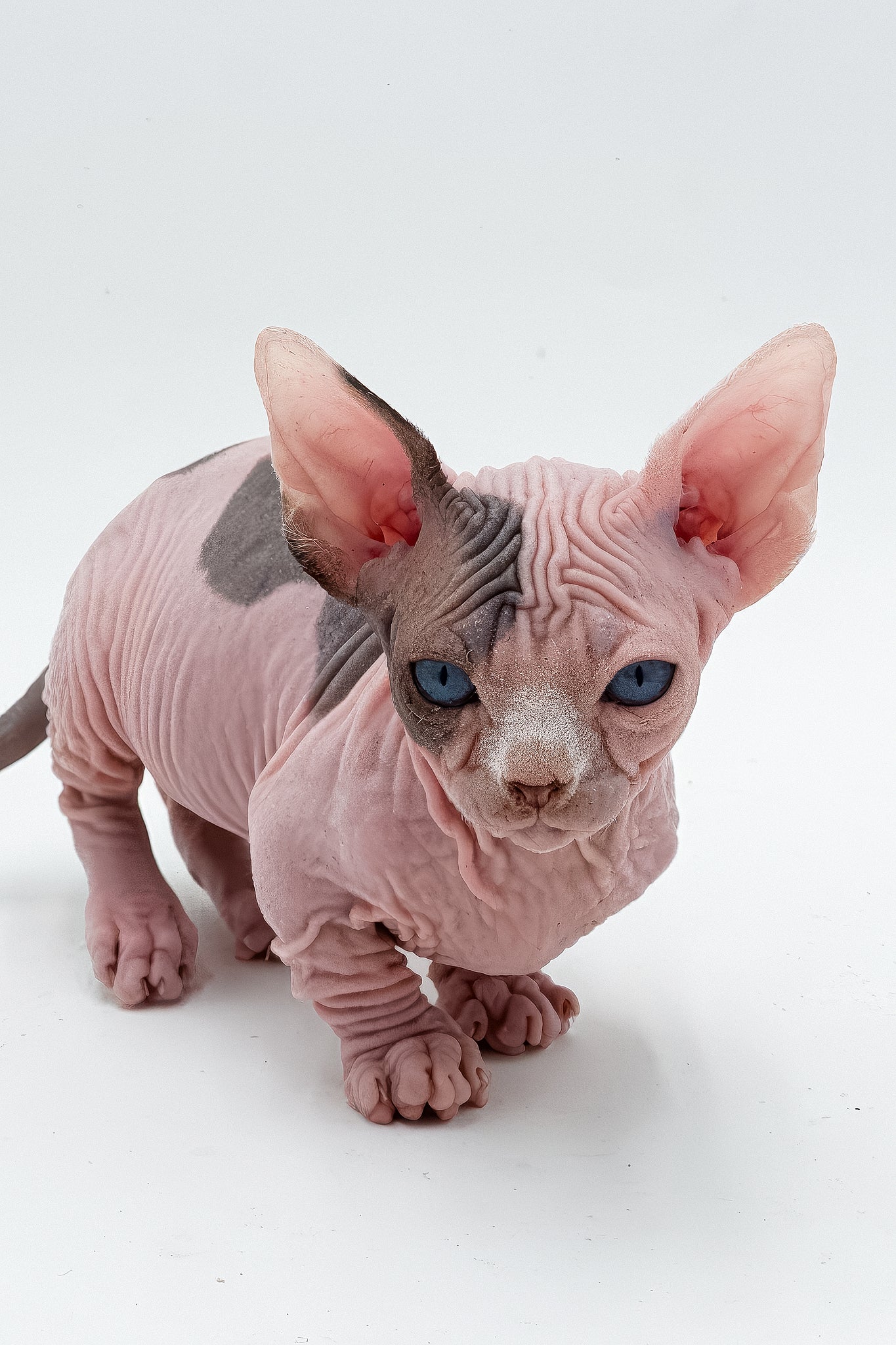 Humphrey | Dwelf Sphynx Kitten - Image 3