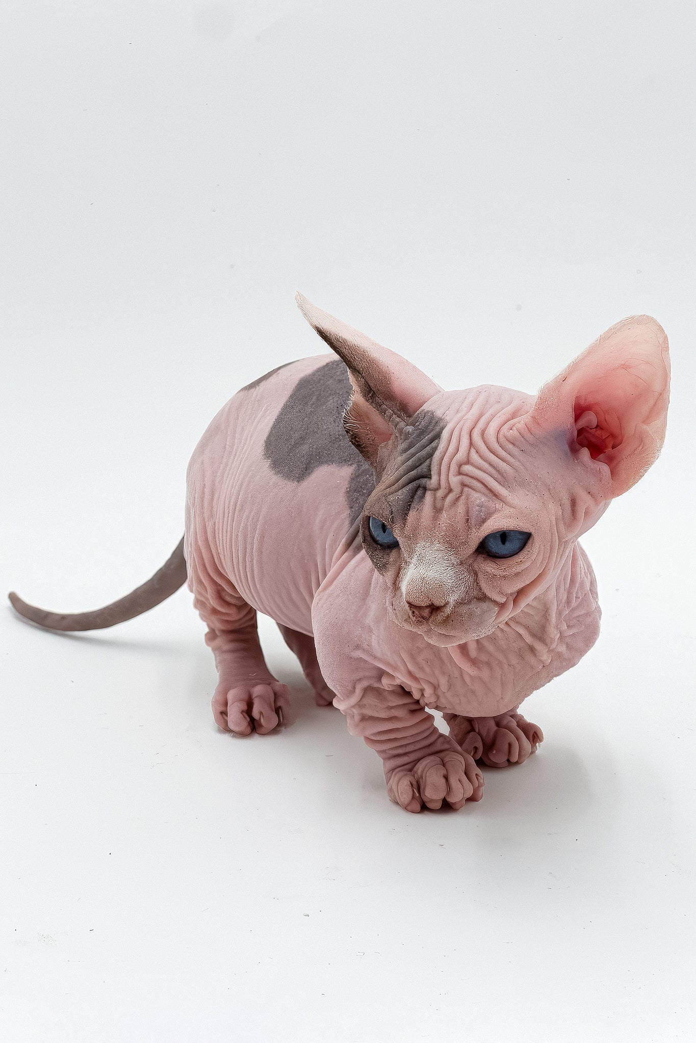Humphrey | Dwelf Sphynx Kitten - Image 4
