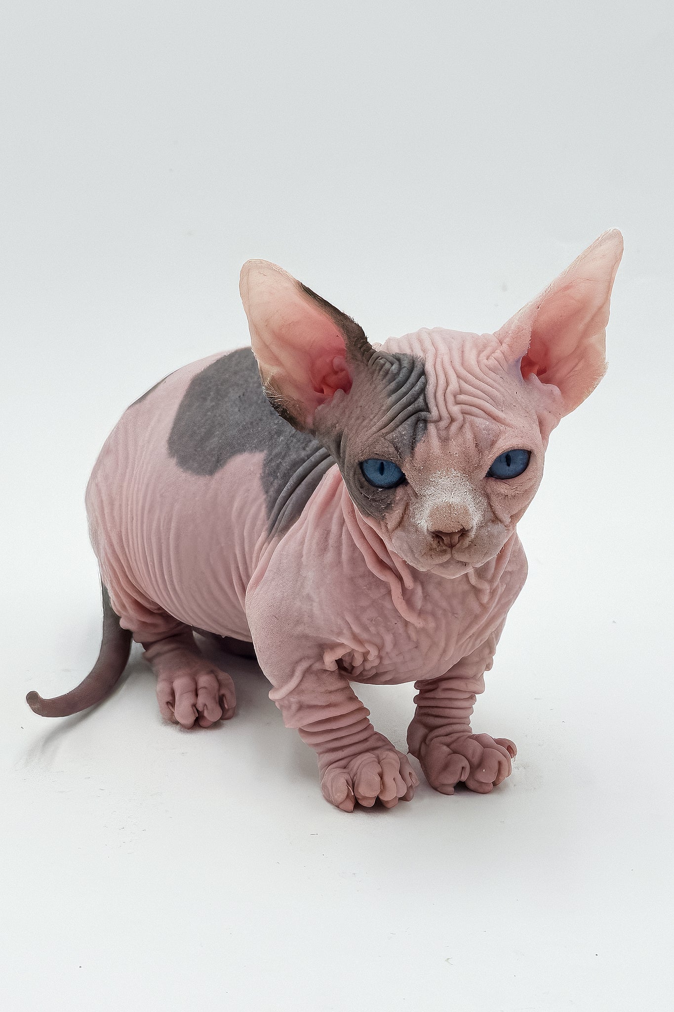 Humphrey | Dwelf Sphynx Kitten - Image 5