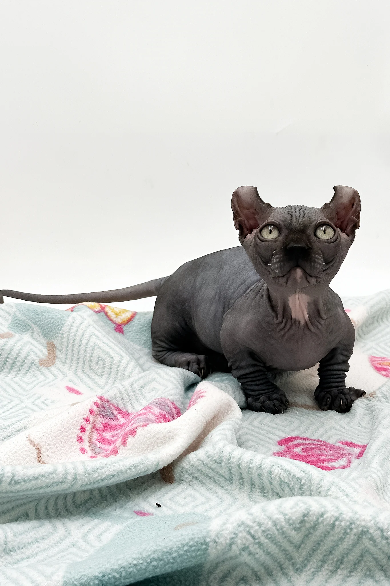 Jett | Dwelf Sphynx Kitten - Image 7