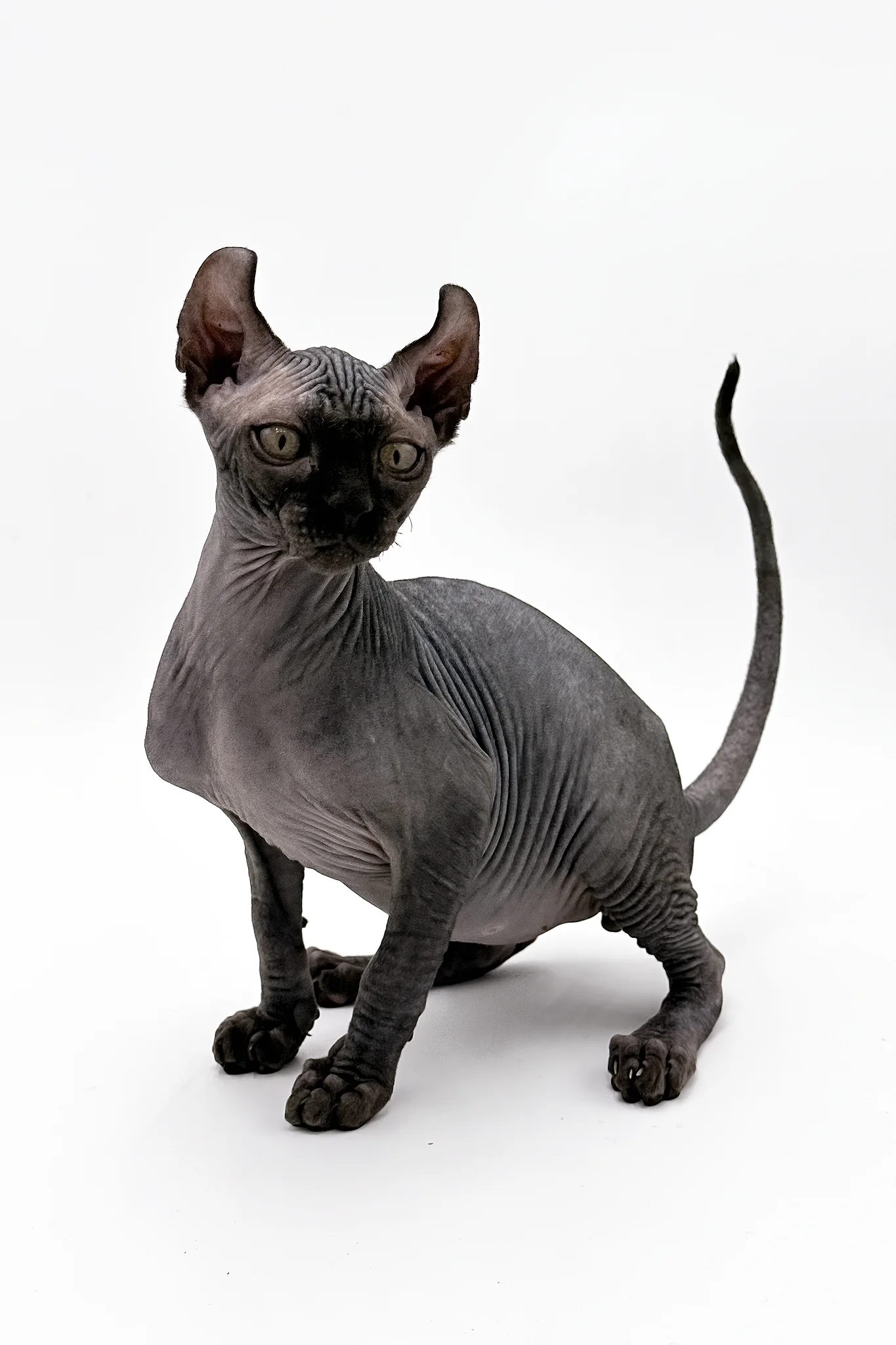 Jovi | Dwelf Sphynx Kitten - Image 3