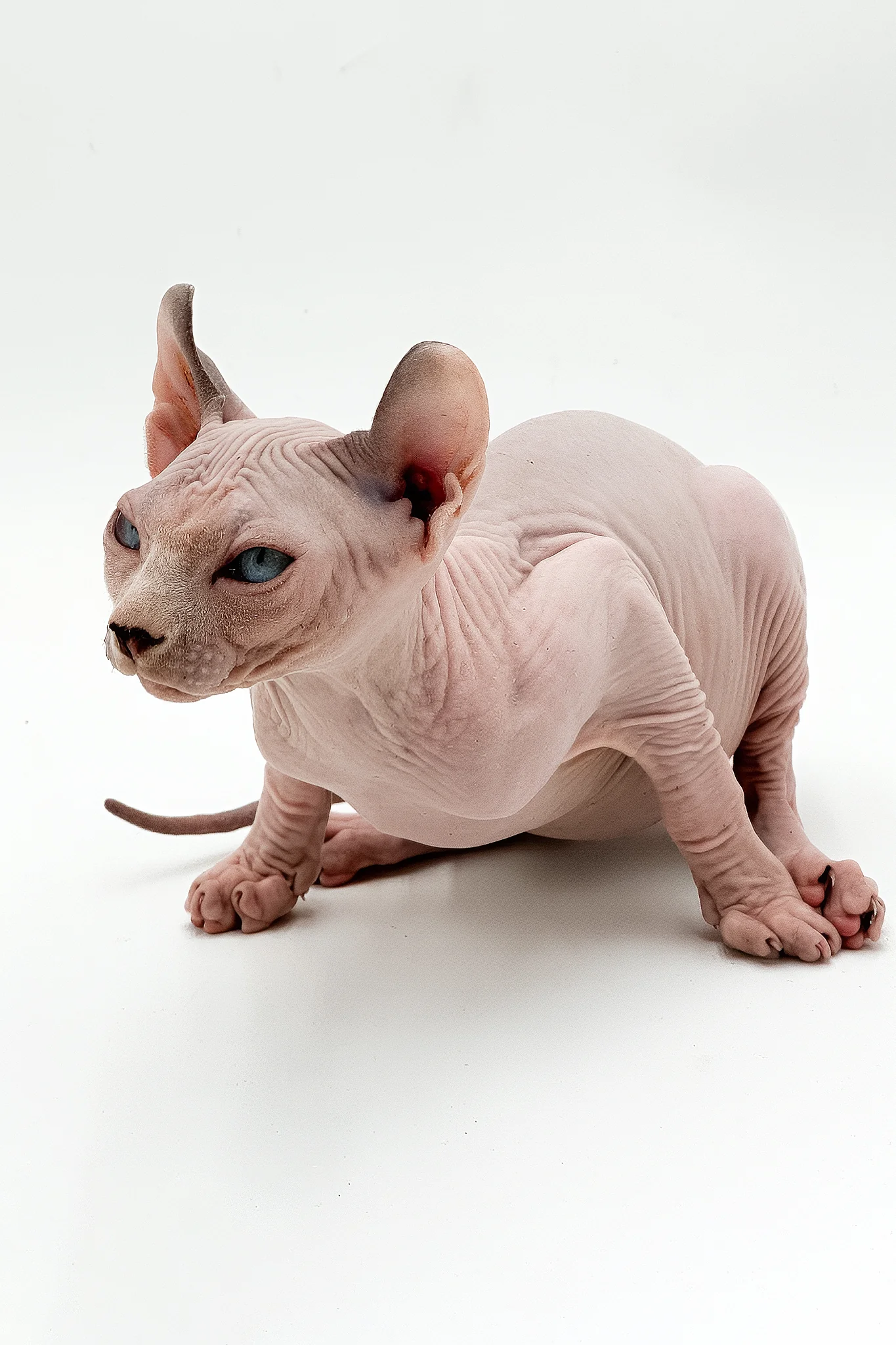 Leonardo | Dwelf Sphynx Kitten - Image 7