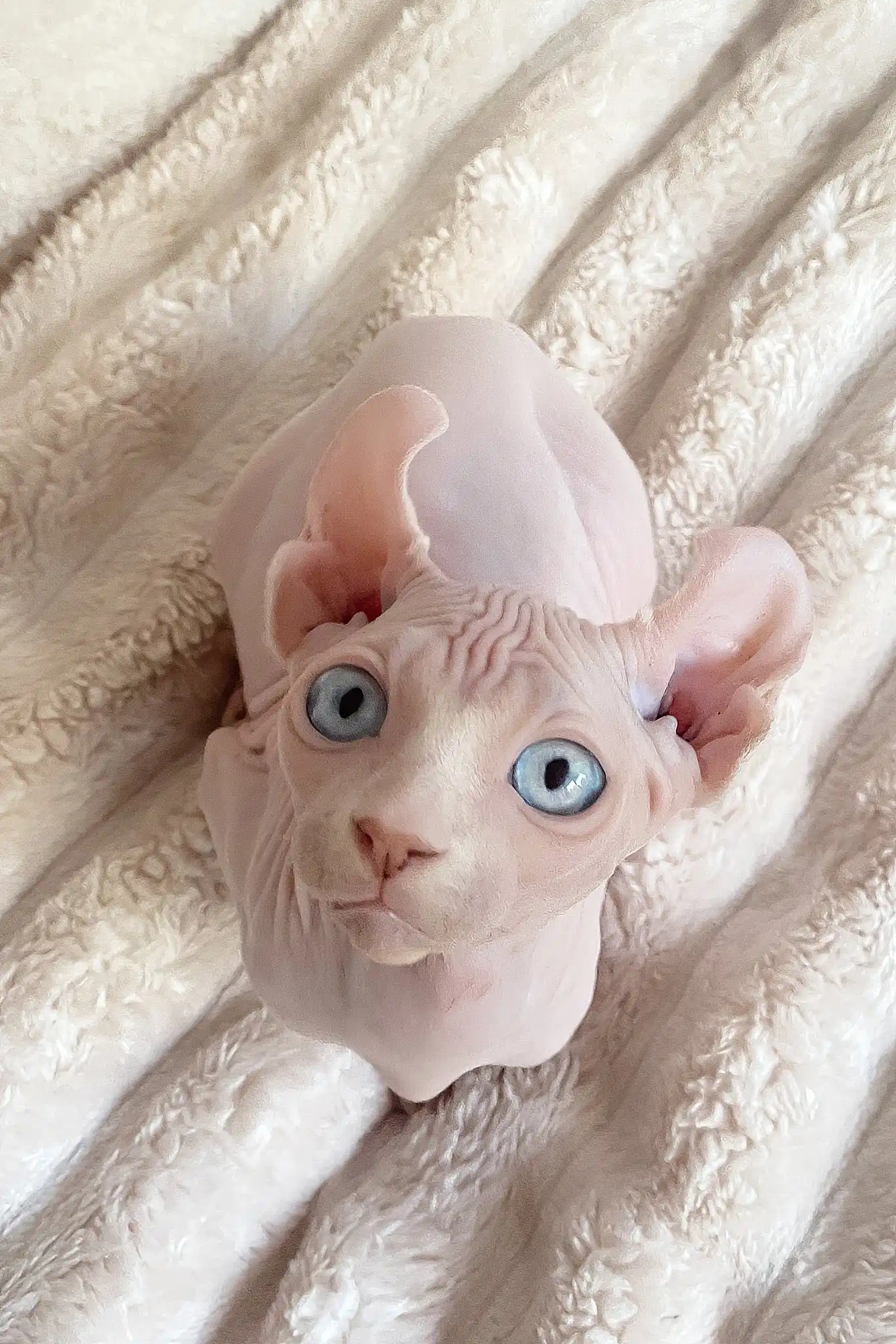 Amulet | Elf Sphynx Kitten - Image 12