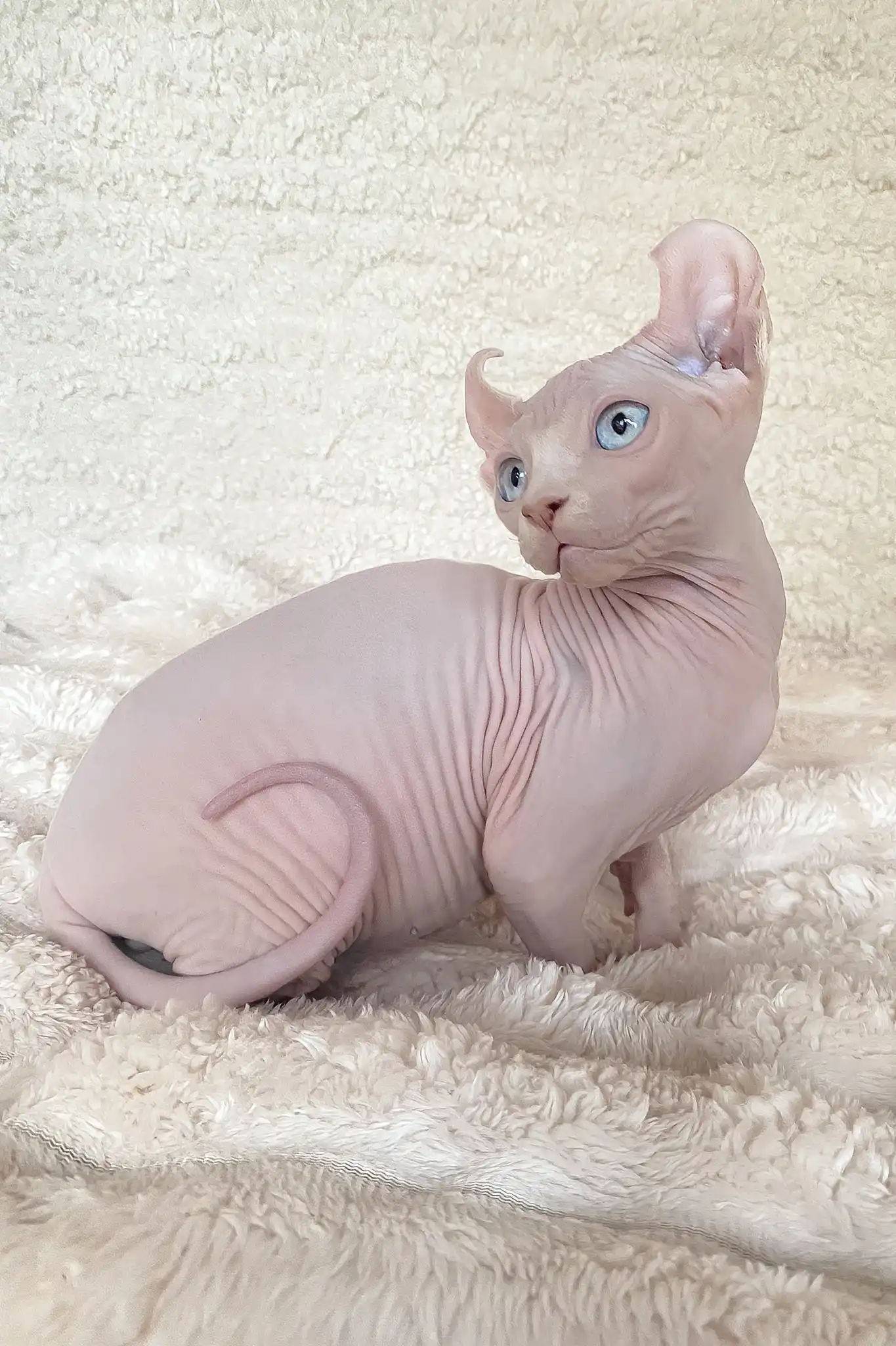 Amulet | Elf Sphynx Kitten - Image 13