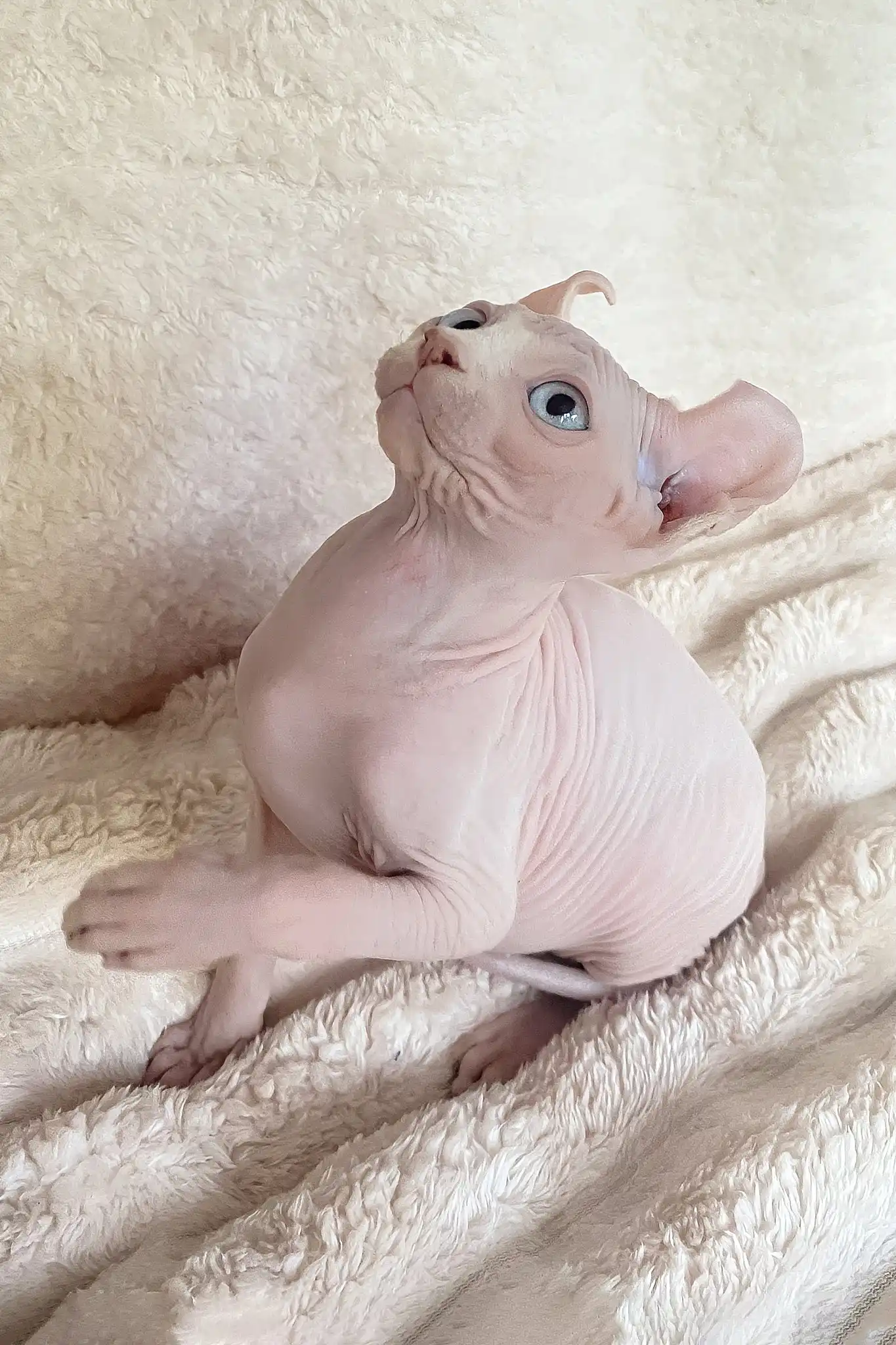 Amulet | Elf Sphynx Kitten - Image 5