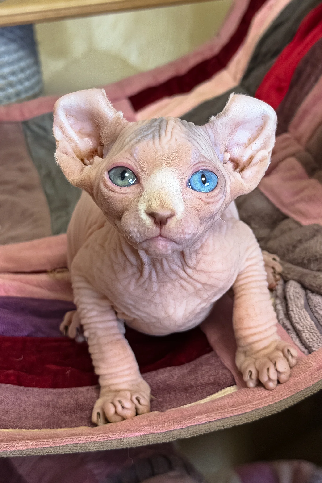 Gucci | Elf Sphynx Kitten - Image 2