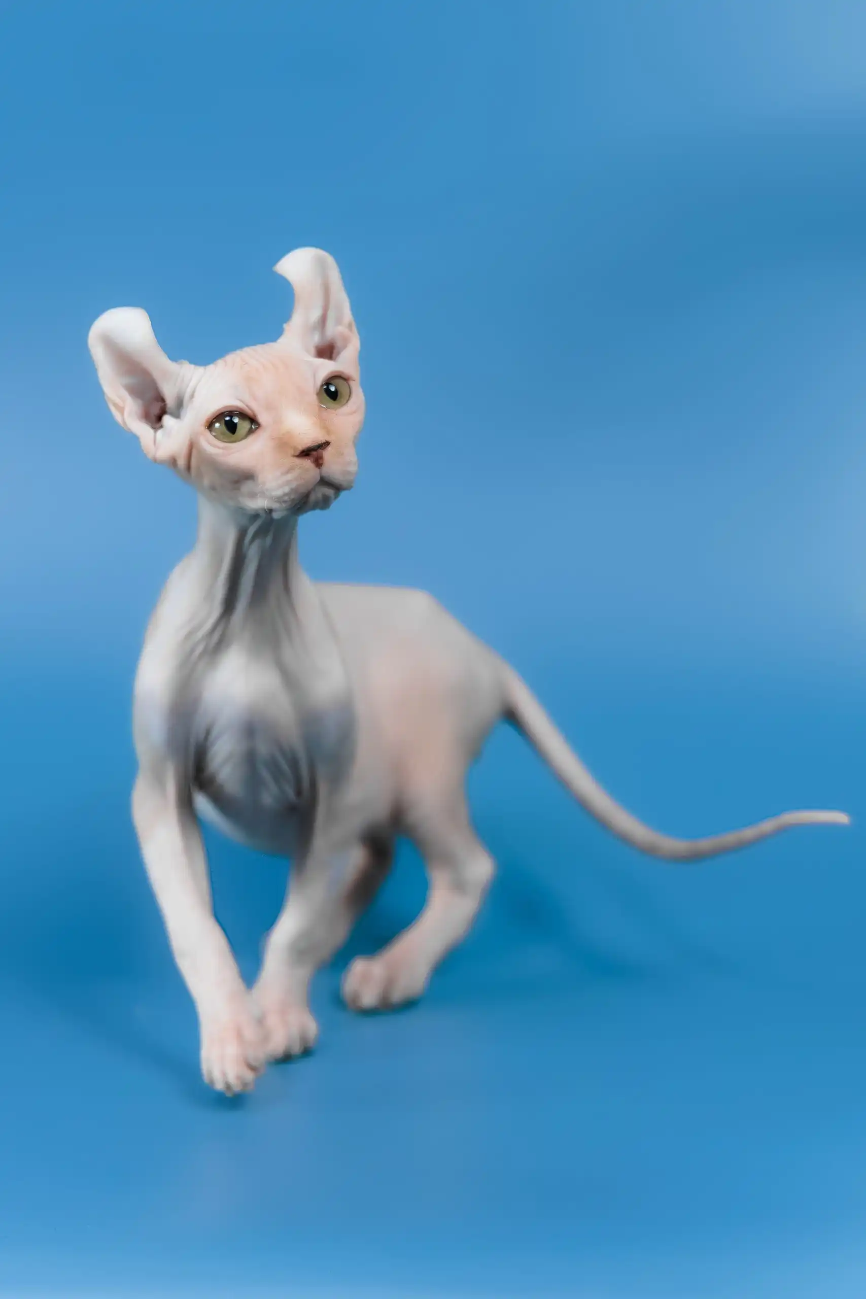 Irish | Elf Sphynx Kitten - Image 10