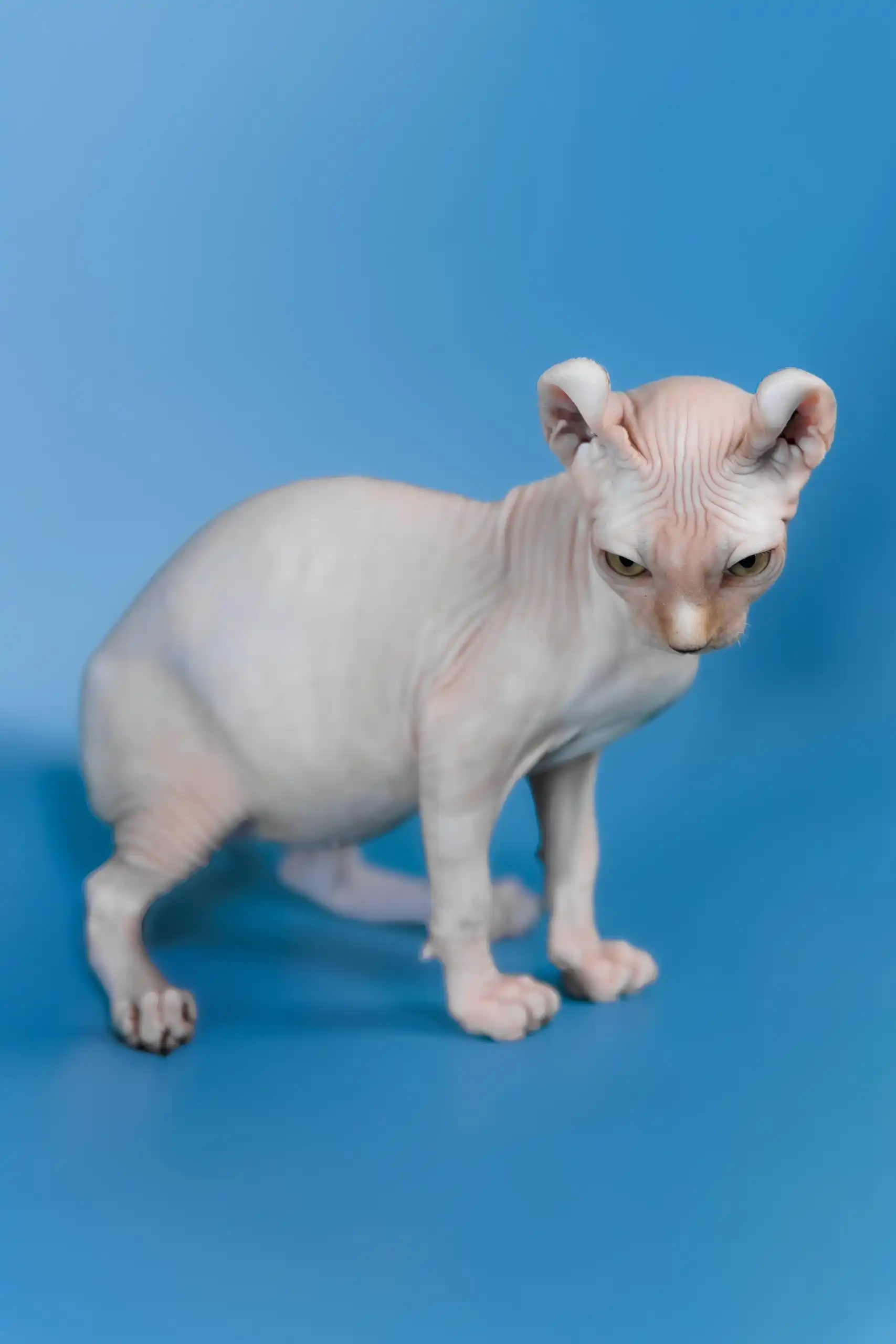 Irish | Elf Sphynx Kitten - Image 13