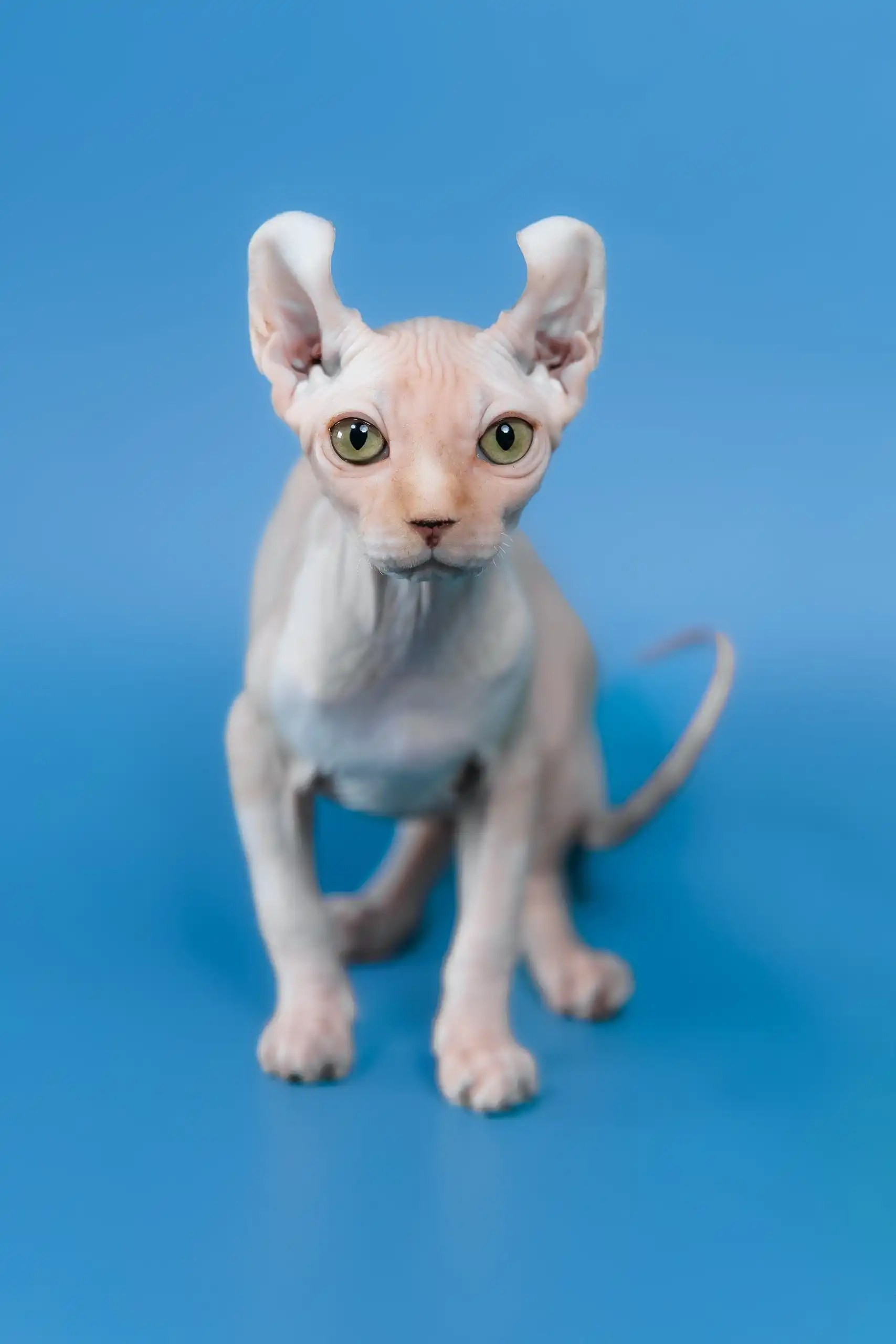 Irish | Elf Sphynx Kitten - Image 4