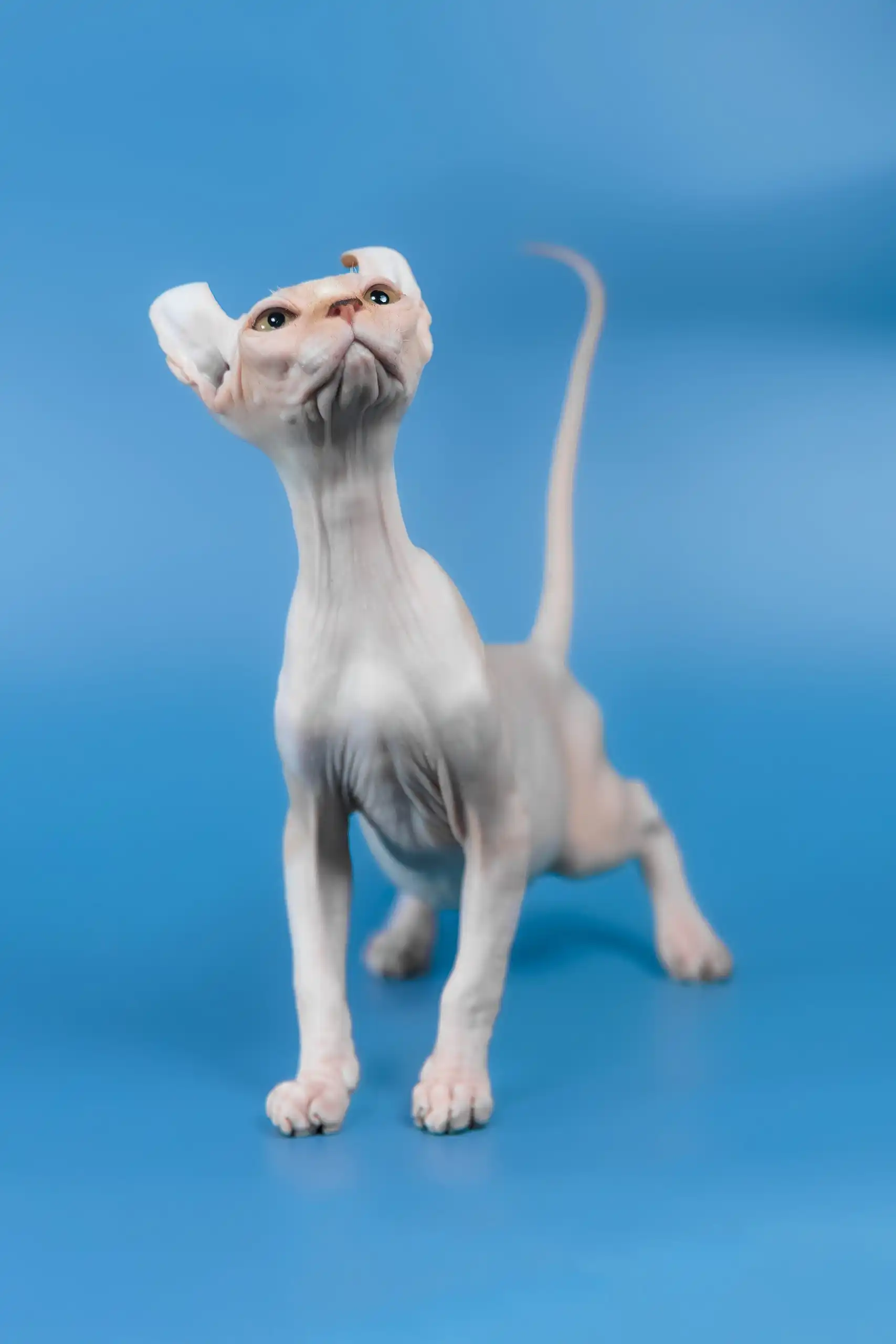 Irish | Elf Sphynx Kitten - Image 5