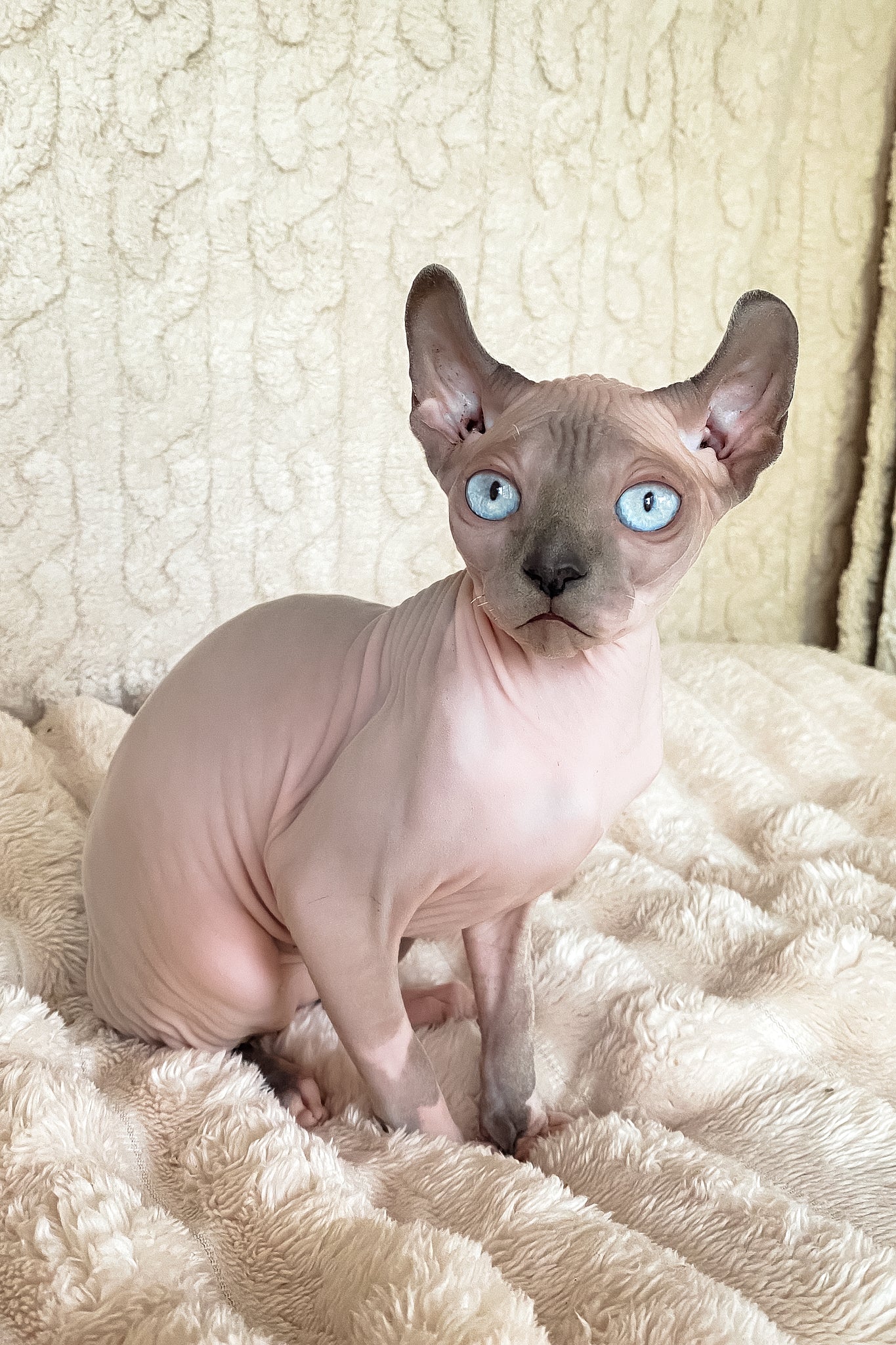 Logan | Elf Sphynx Kitten - Image 11
