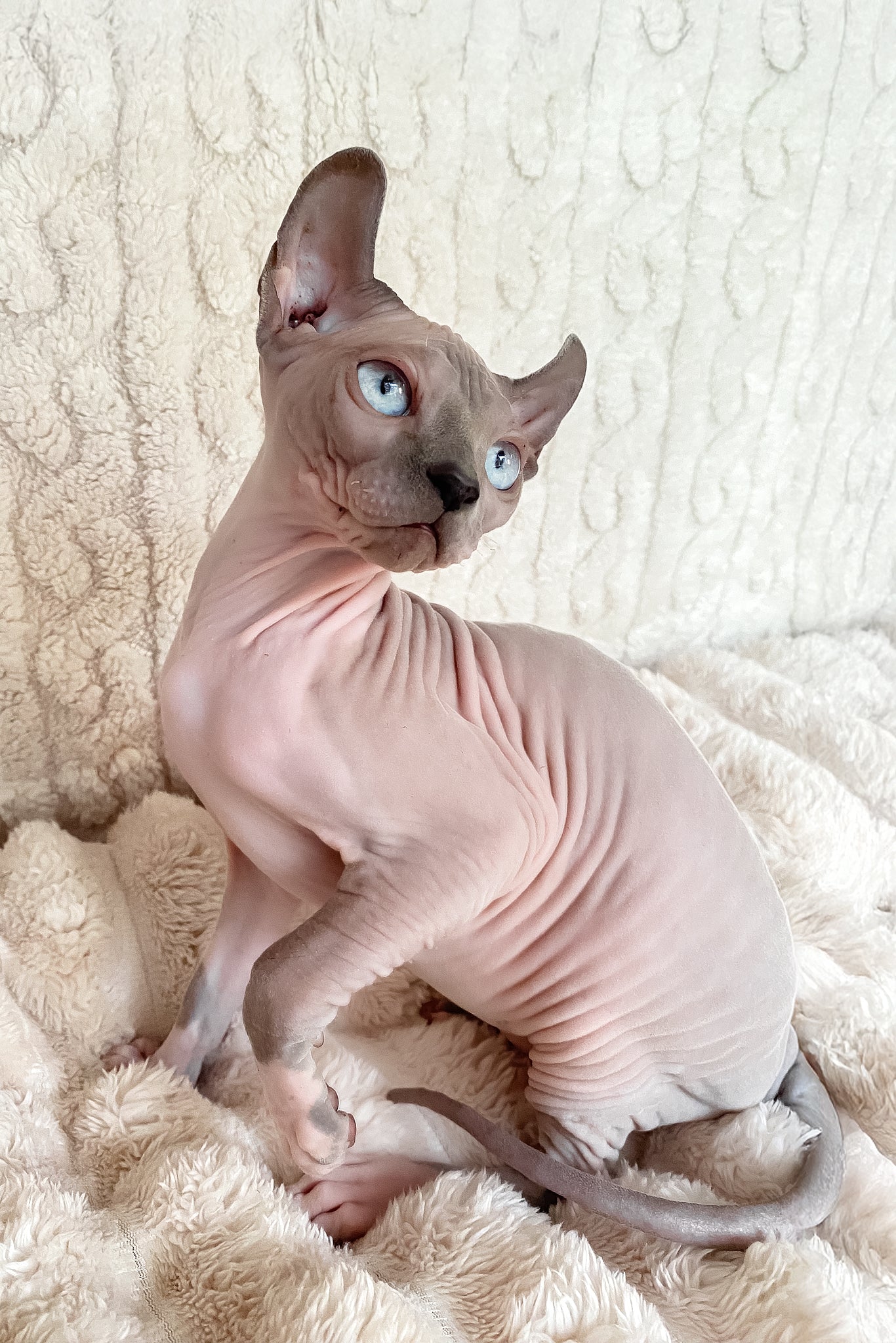 Logan | Elf Sphynx Kitten - Image 2