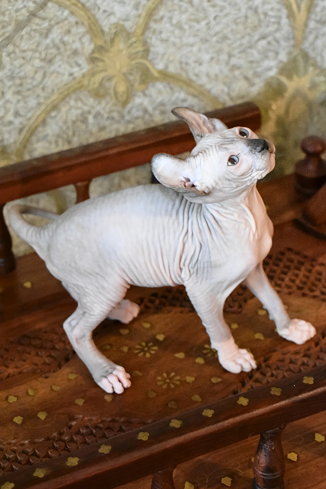 Mark | Elf Sphynx Kitten - Image 7