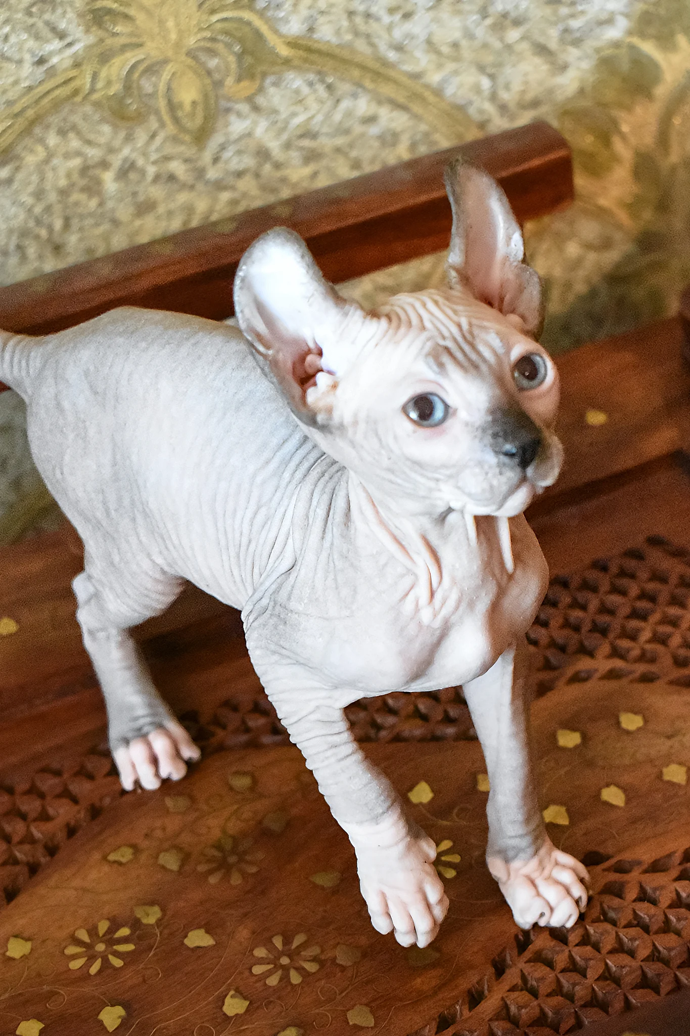 Mark | Elf Sphynx Kitten - Image 8