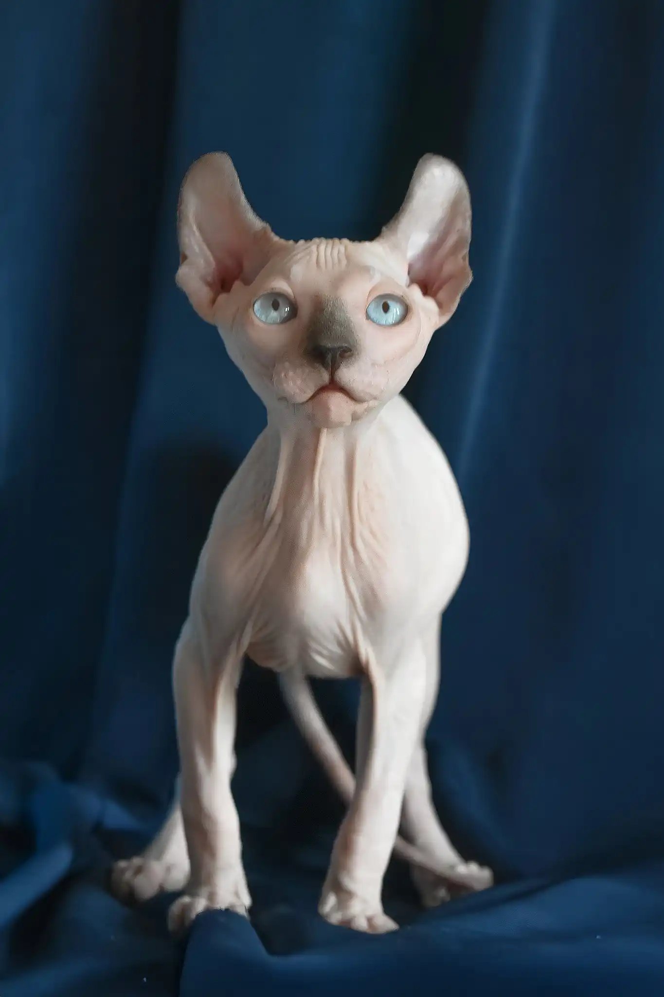 Tihon | Elf Sphynx Kitten - Image 10