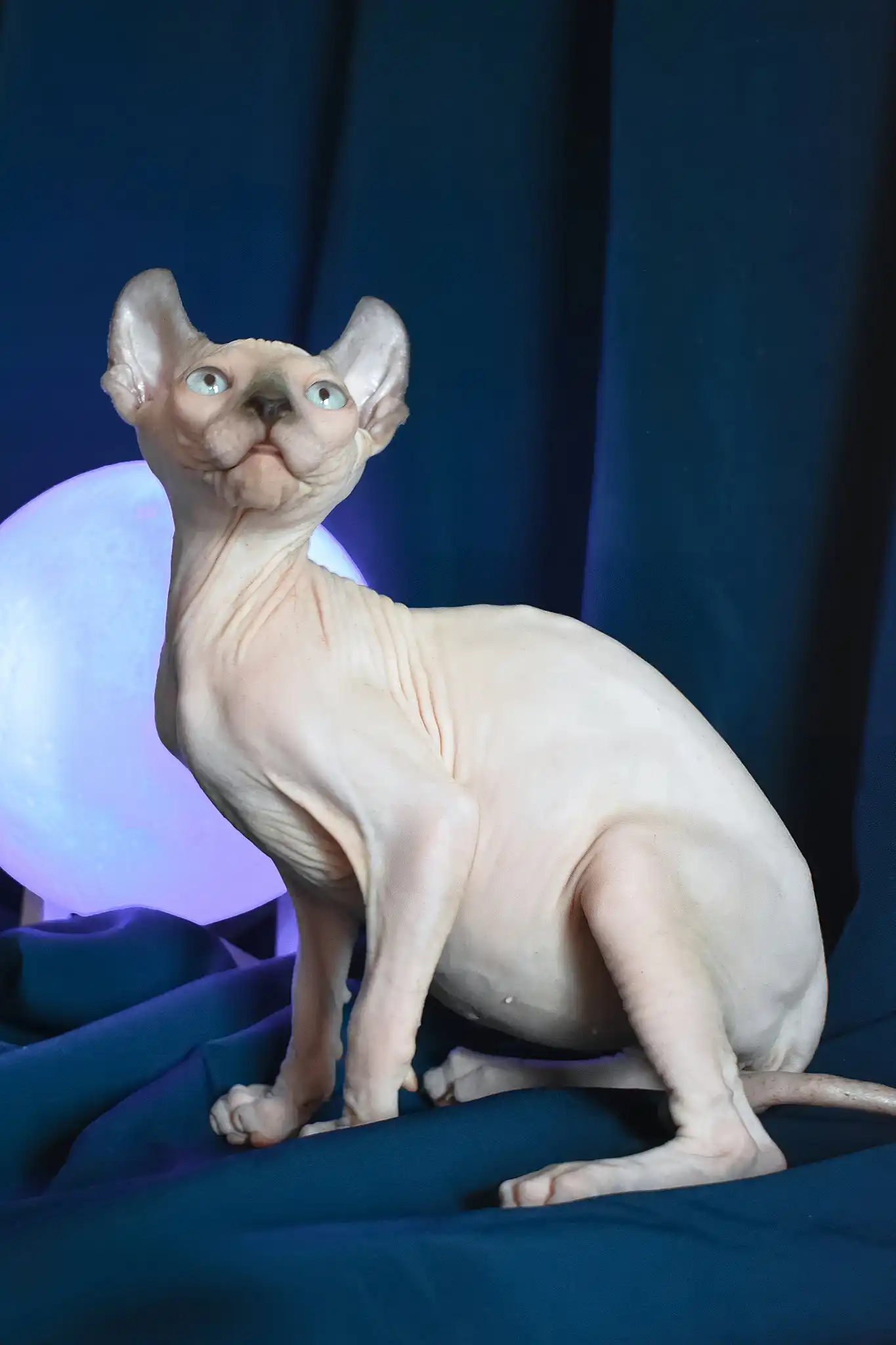 Tihon | Elf Sphynx Kitten - Image 11