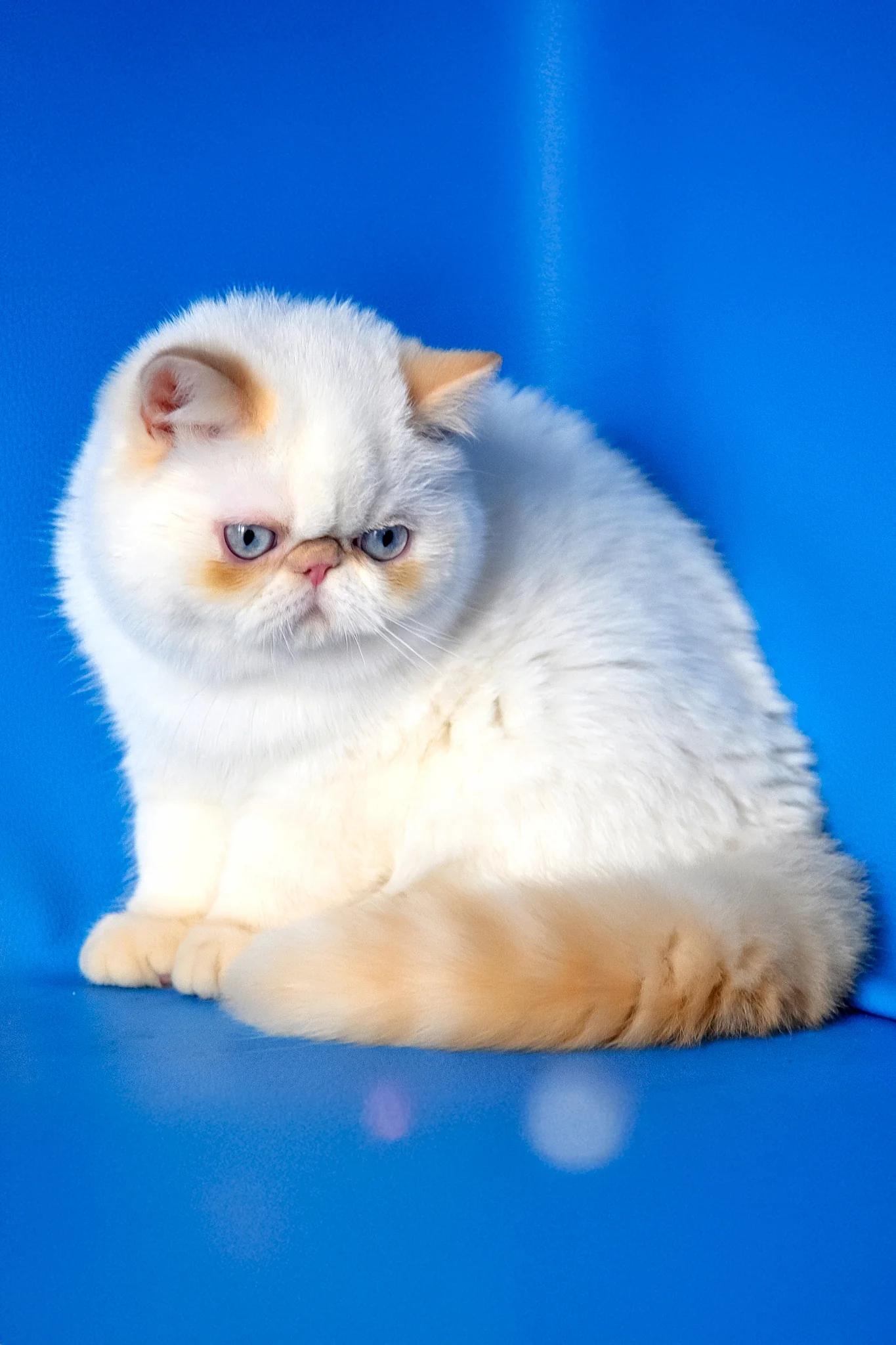 Amulet | Exotic Shorthair Kitten - Image 4