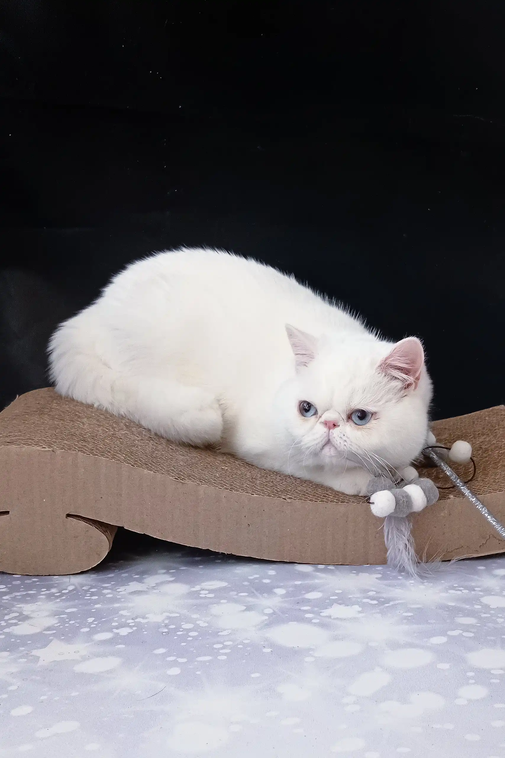 Baron | Exotic Shorthair Kitten - Image 3