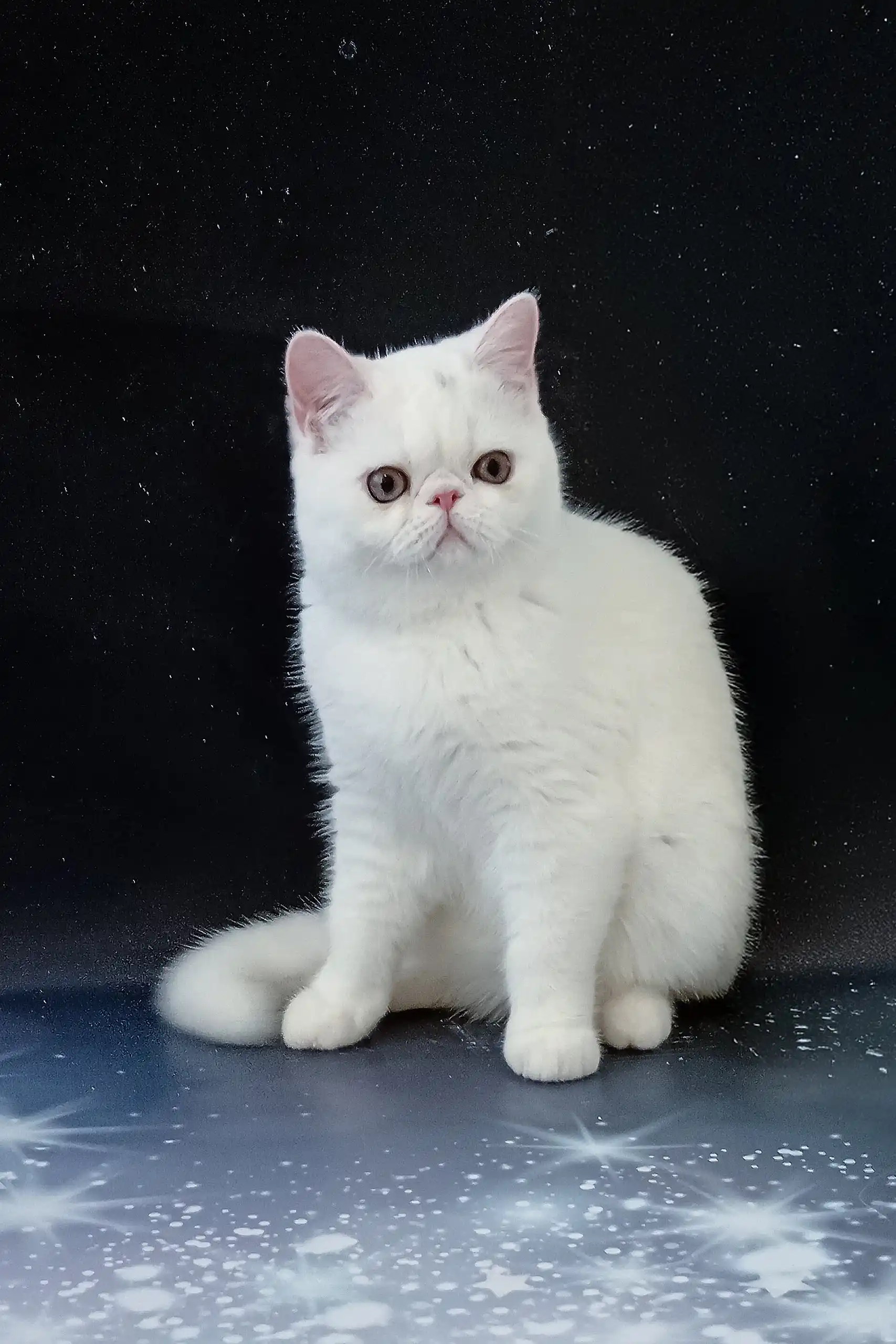 Biton | Exotic Shorthair Kitten - Image 6