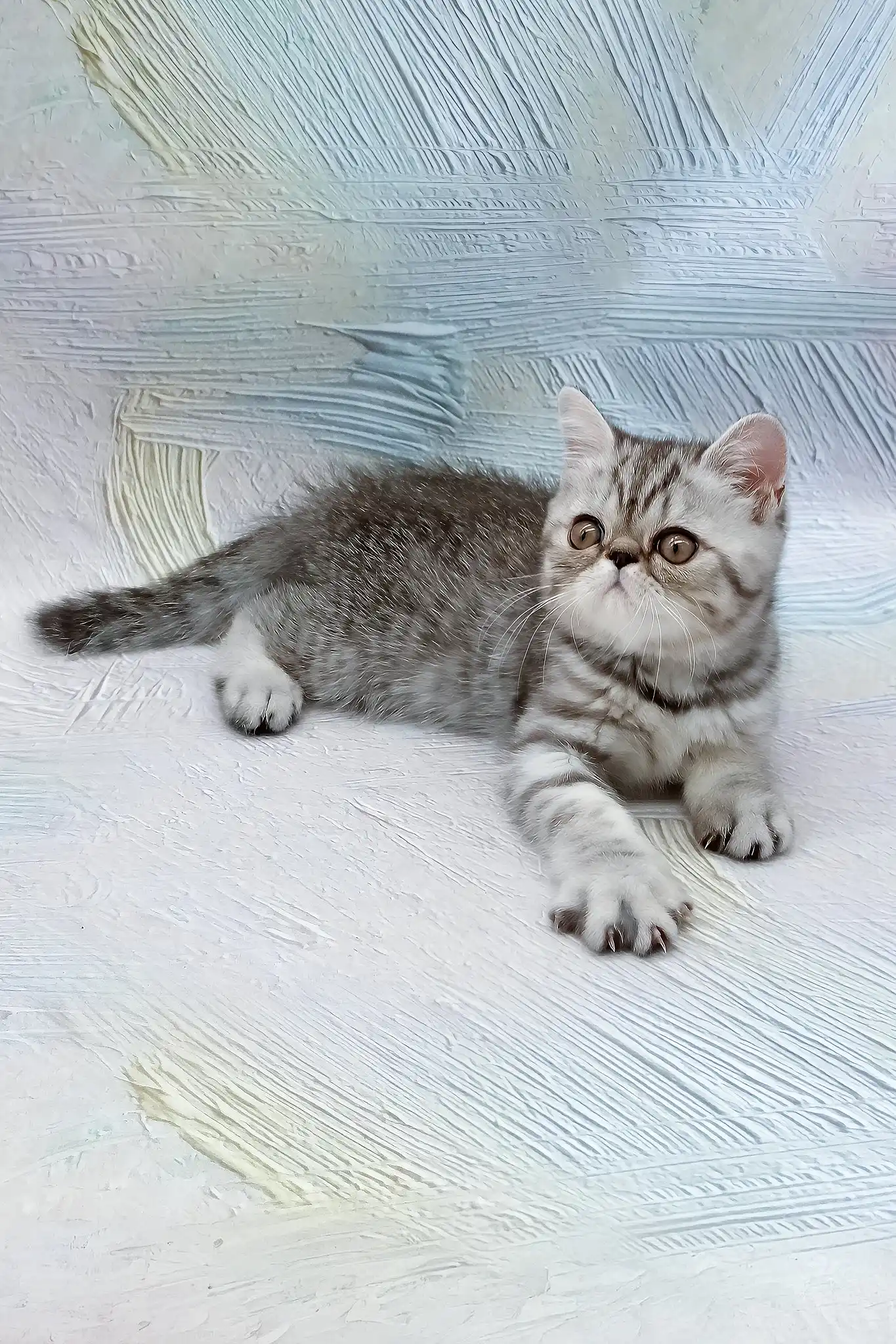Da Vinchi | Exotic Shorthair Kitten - Image 3