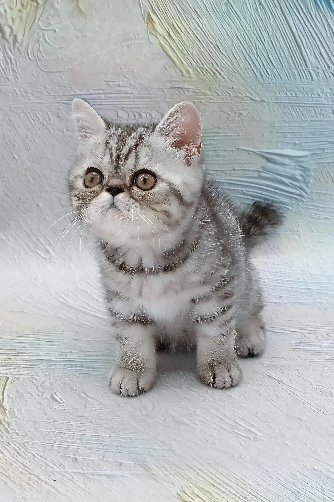 Da Vinchi | Exotic Shorthair Kitten - Image 6