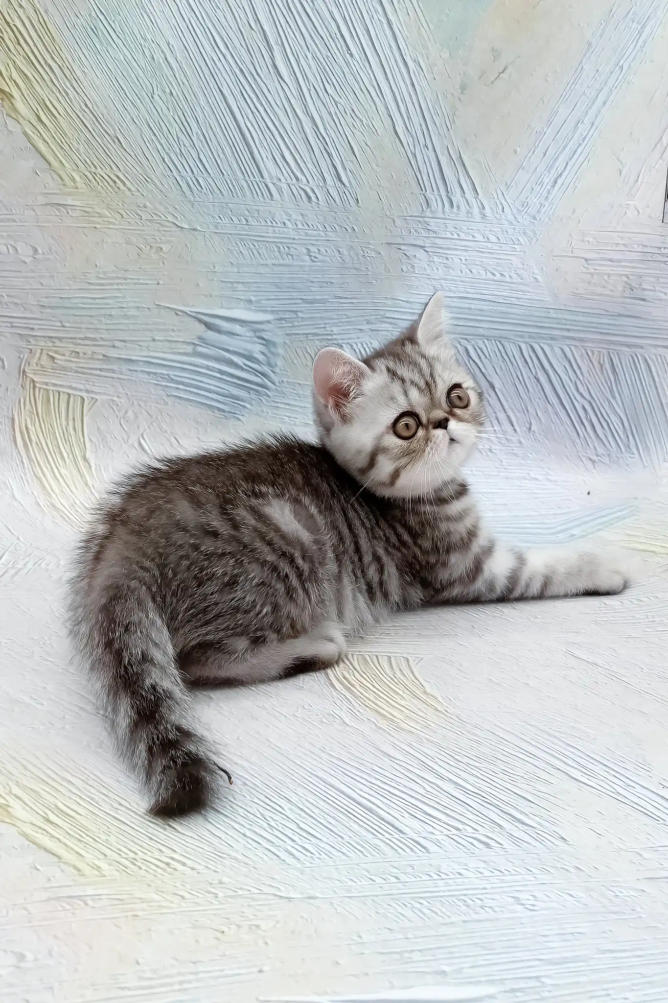 Da Vinchi | Exotic Shorthair Kitten - Image 8